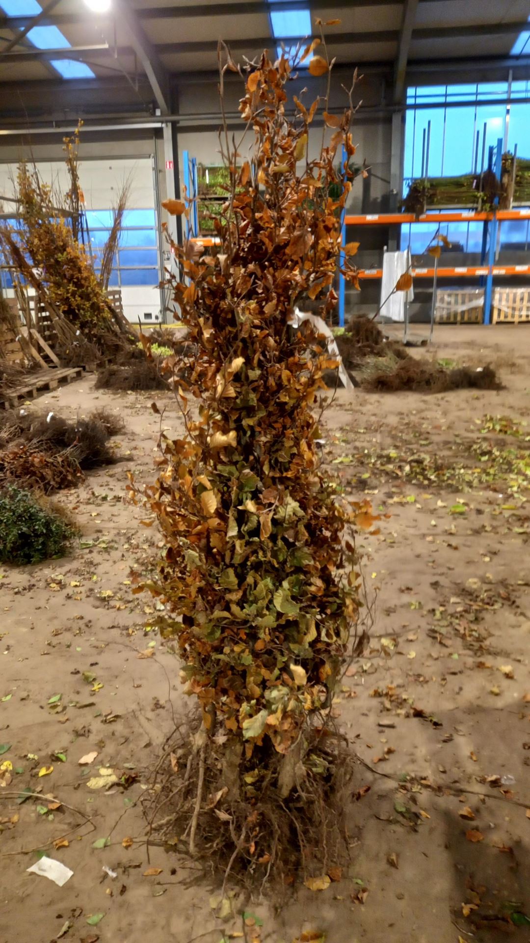 Fagus sylvatica - blote wortel - 125-150 cm - extra kwaliteit afbeelding