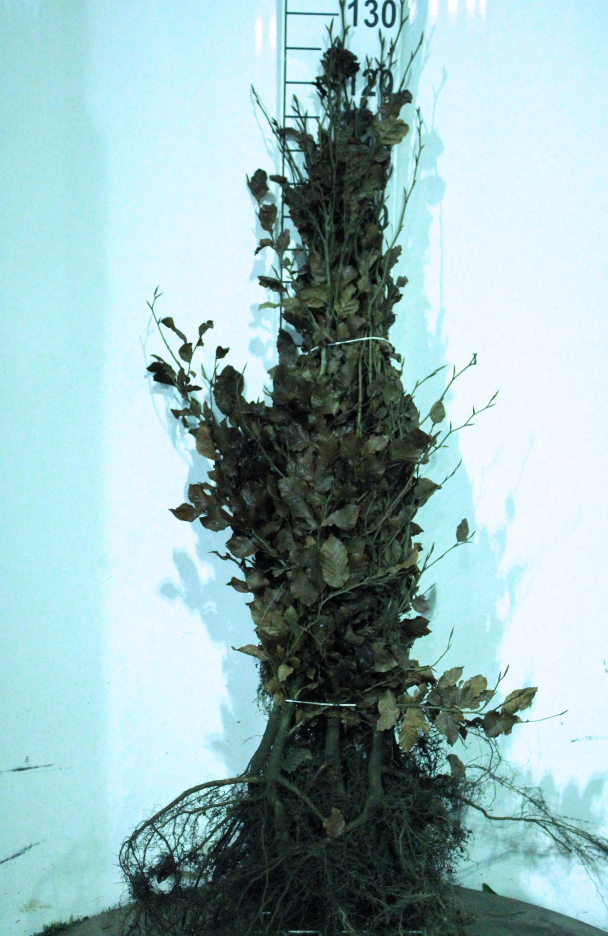 Fagus sylvatica - blote wortel - 80-100 cm - 1+2 (leeftijdscode) afbeelding