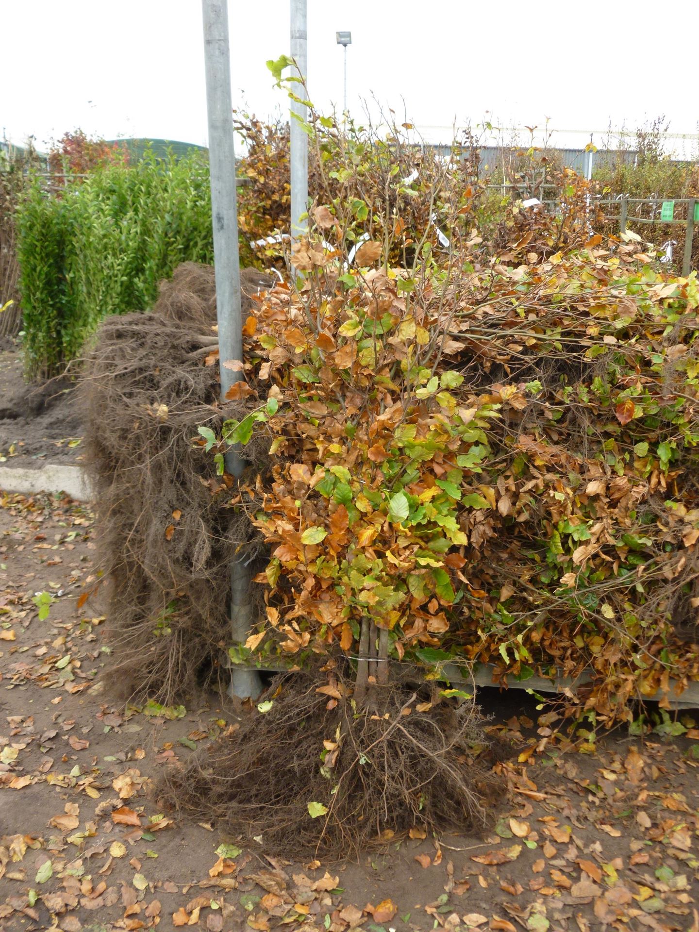 Fagus sylvatica - blote wortel - 100-125 cm - 1+2 (leeftijdscode) - Beuk / Europese beuk / Gewone beuk afbeelding