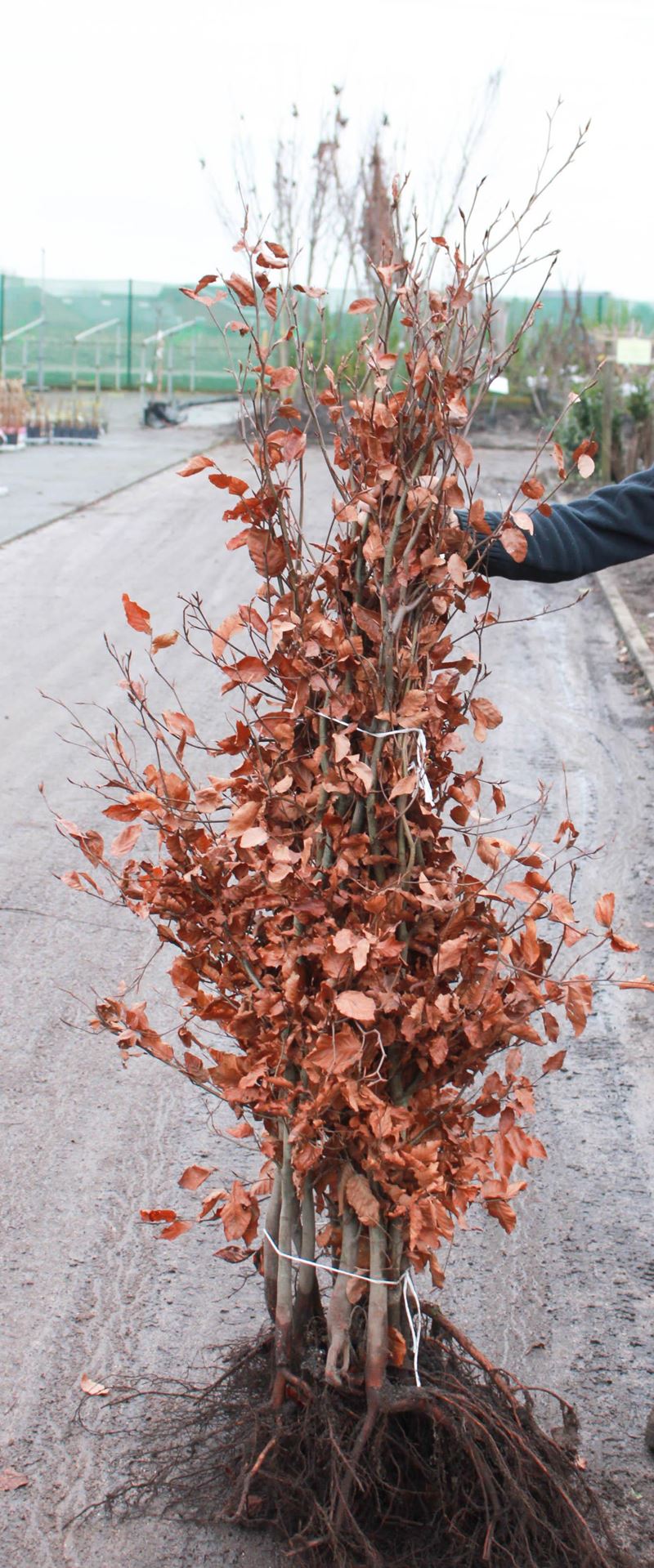 Fagus sylvatica - blote wortel - 125-150 cm - 1+2 (leeftijdscode) - Beuk / Europese beuk / Gewone beuk afbeelding