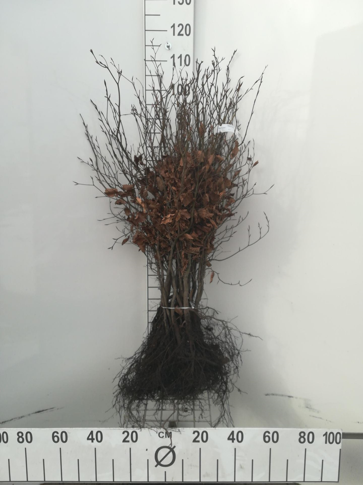 Fagus sylvatica - Groene Beuk - blote wortel - 60-80 cm - 1+2 (leeftijdscode) - Beuk / Europese beuk / Gewone beuk afbeelding