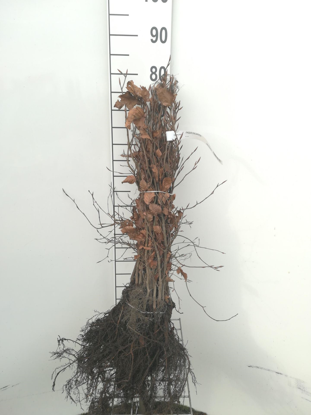 Fagus sylvatica - blote wortel - 40-60 cm - 1+1 (leeftijdscode) - Beuk / Europese beuk / Gewone beuk afbeelding