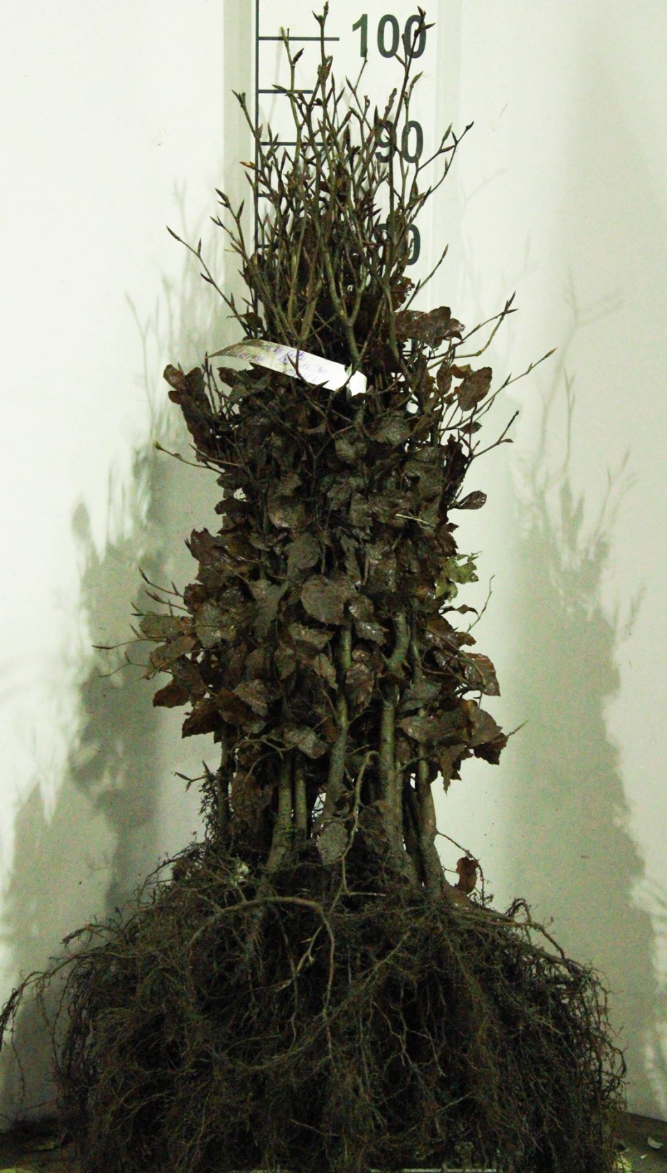 Fagus sylvatica - blote wortel - 60-80 cm - 1+1 (leeftijdscode) - Beuk / Europese beuk / Gewone beuk afbeelding