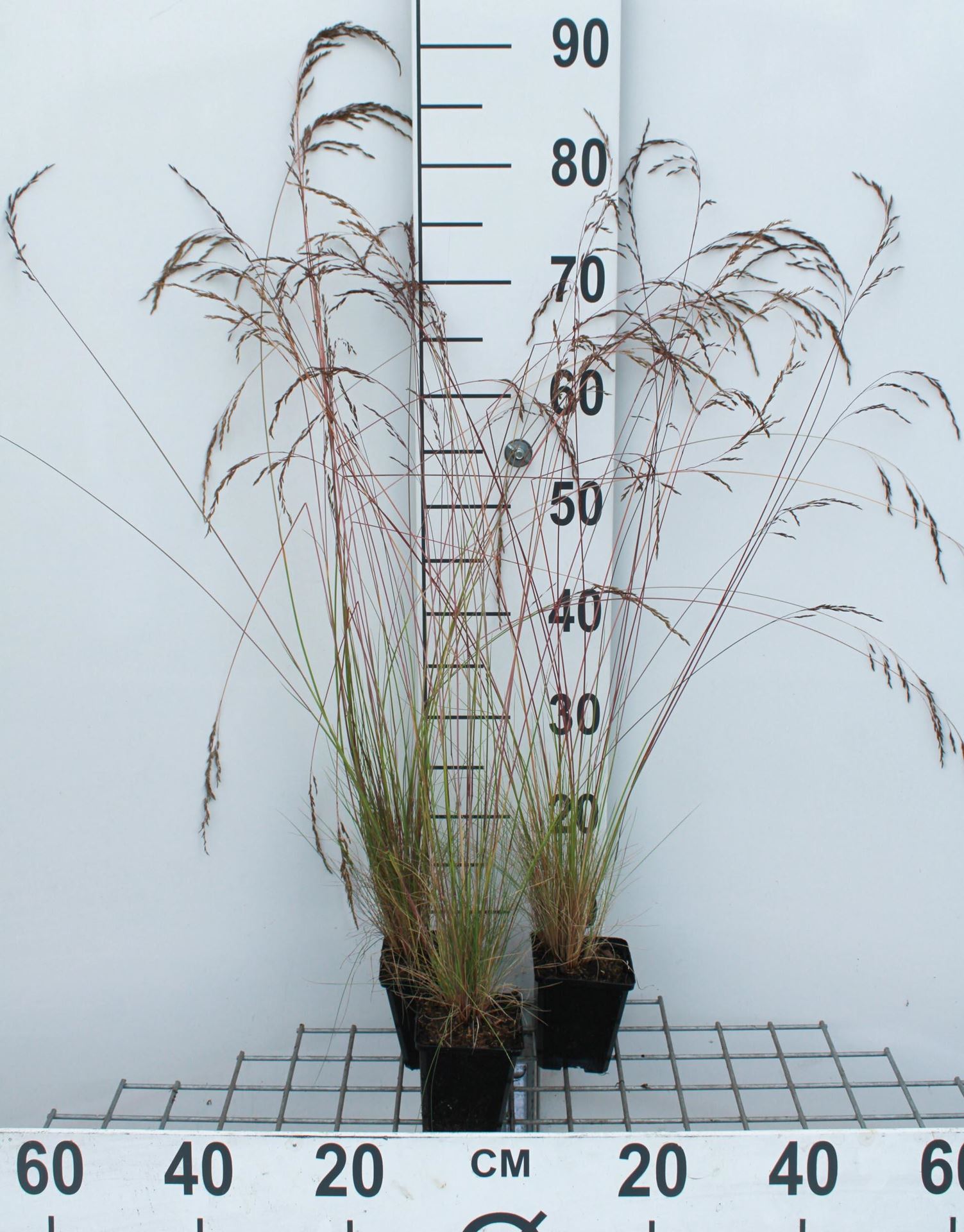 Festuca amethystina - pot 9x9 cm - Blauw schapengras afbeelding