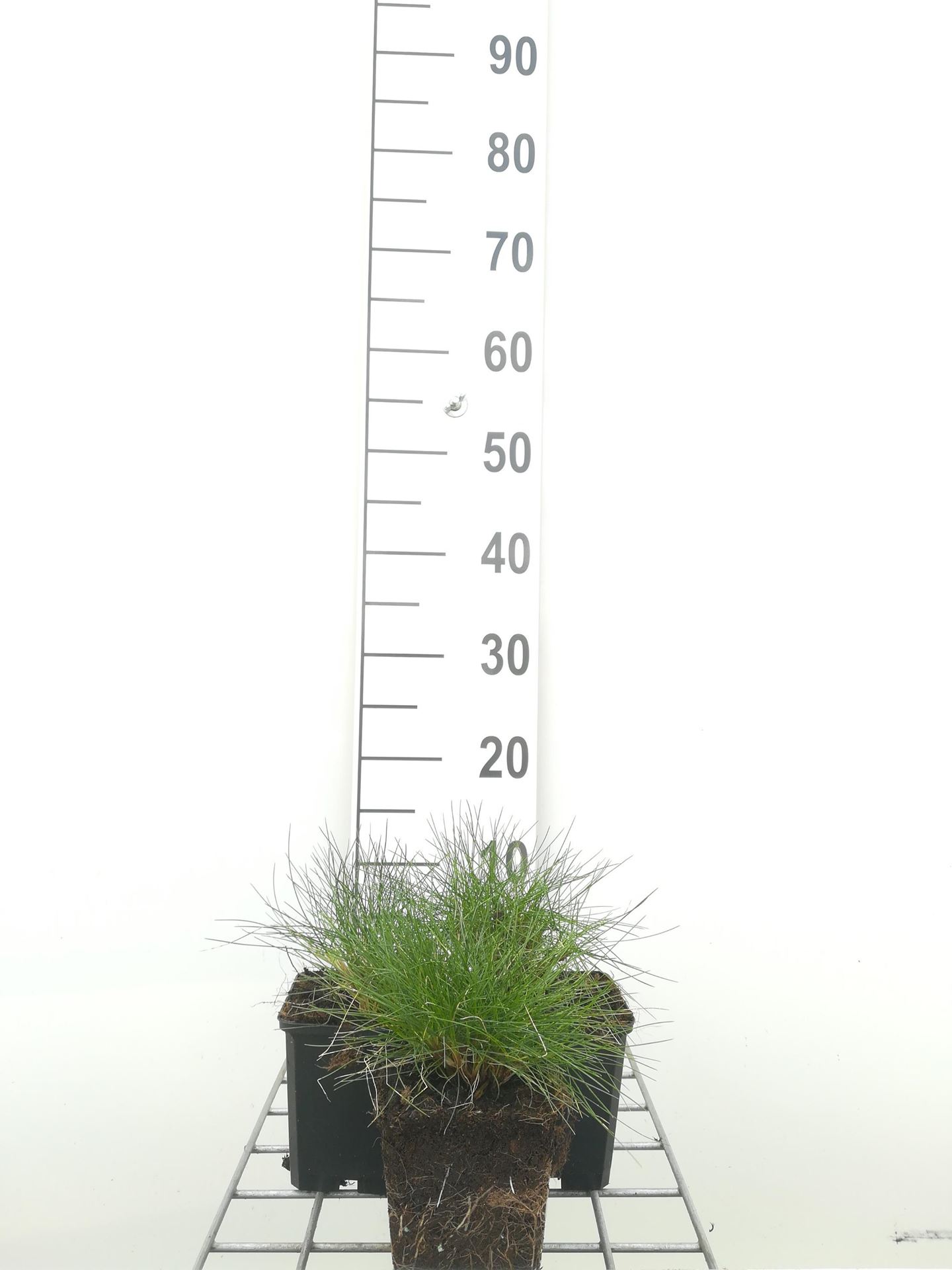 Festuca gautieri - pot 9x9 cm - Berenvel afbeelding