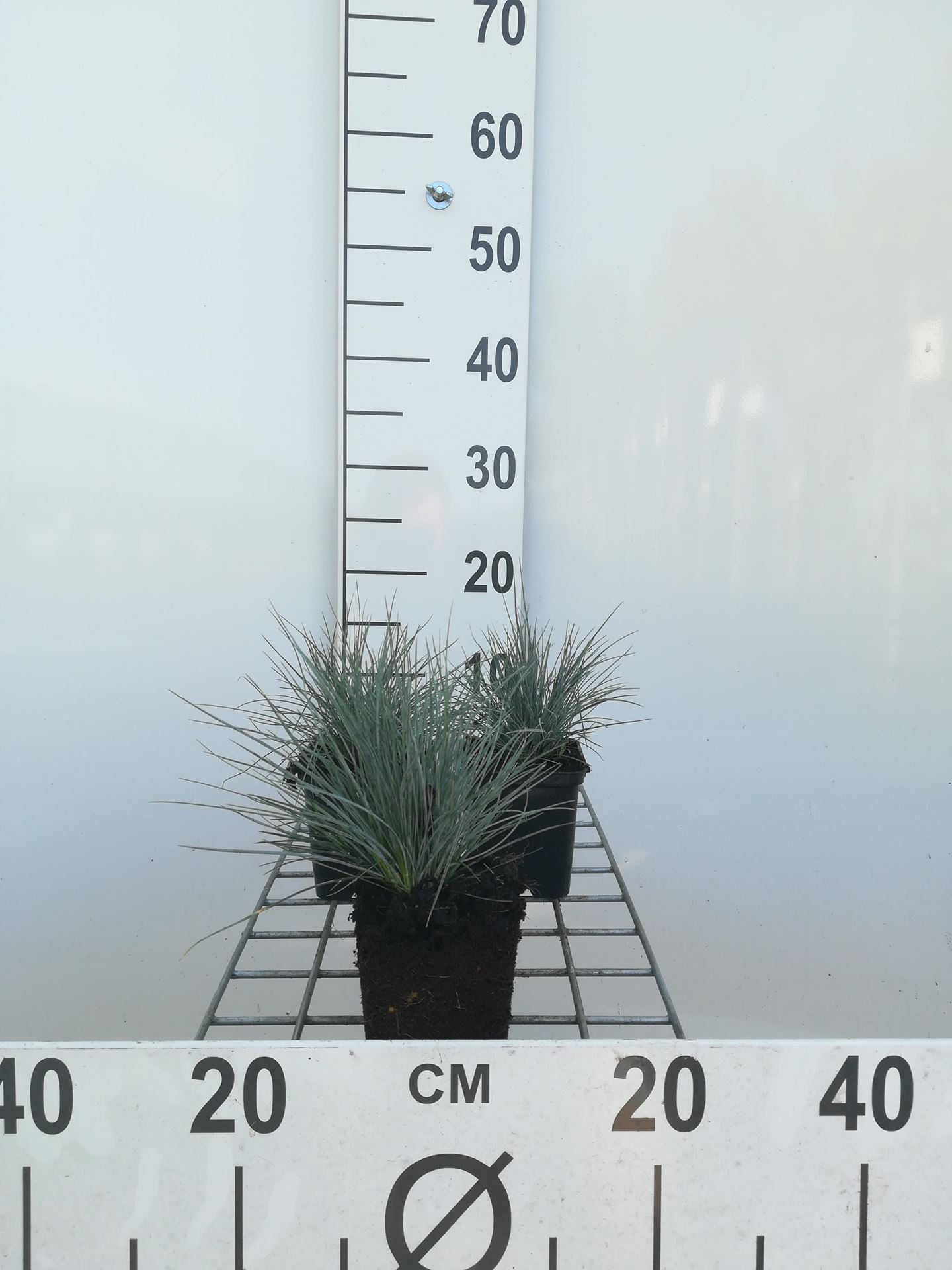 Festuca glauca - pot 9x9 cm - Blauw schapengras / Blauw zwenkgras afbeelding