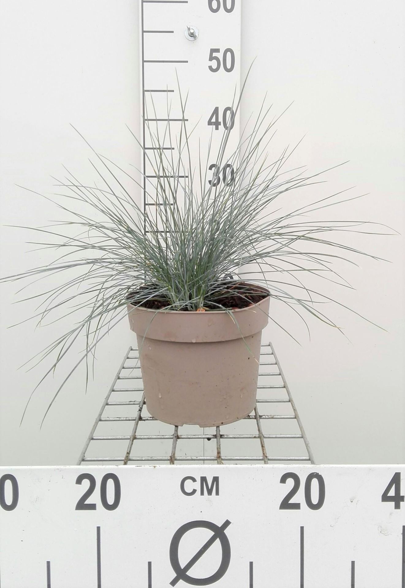 Festuca glauca - pot 3L afbeelding
