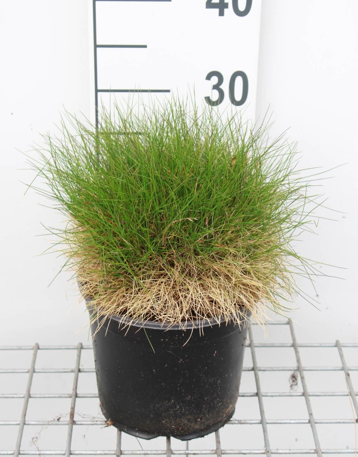 Festuca gautieri'Pic Carlit'- pot 3L afbeelding