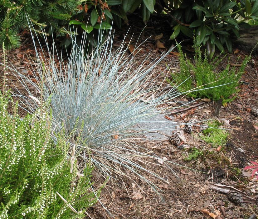 Festuca glauca'Uchte'- pot 9x9 cm - Blauw zwenkgras , blauw schapengras afbeelding