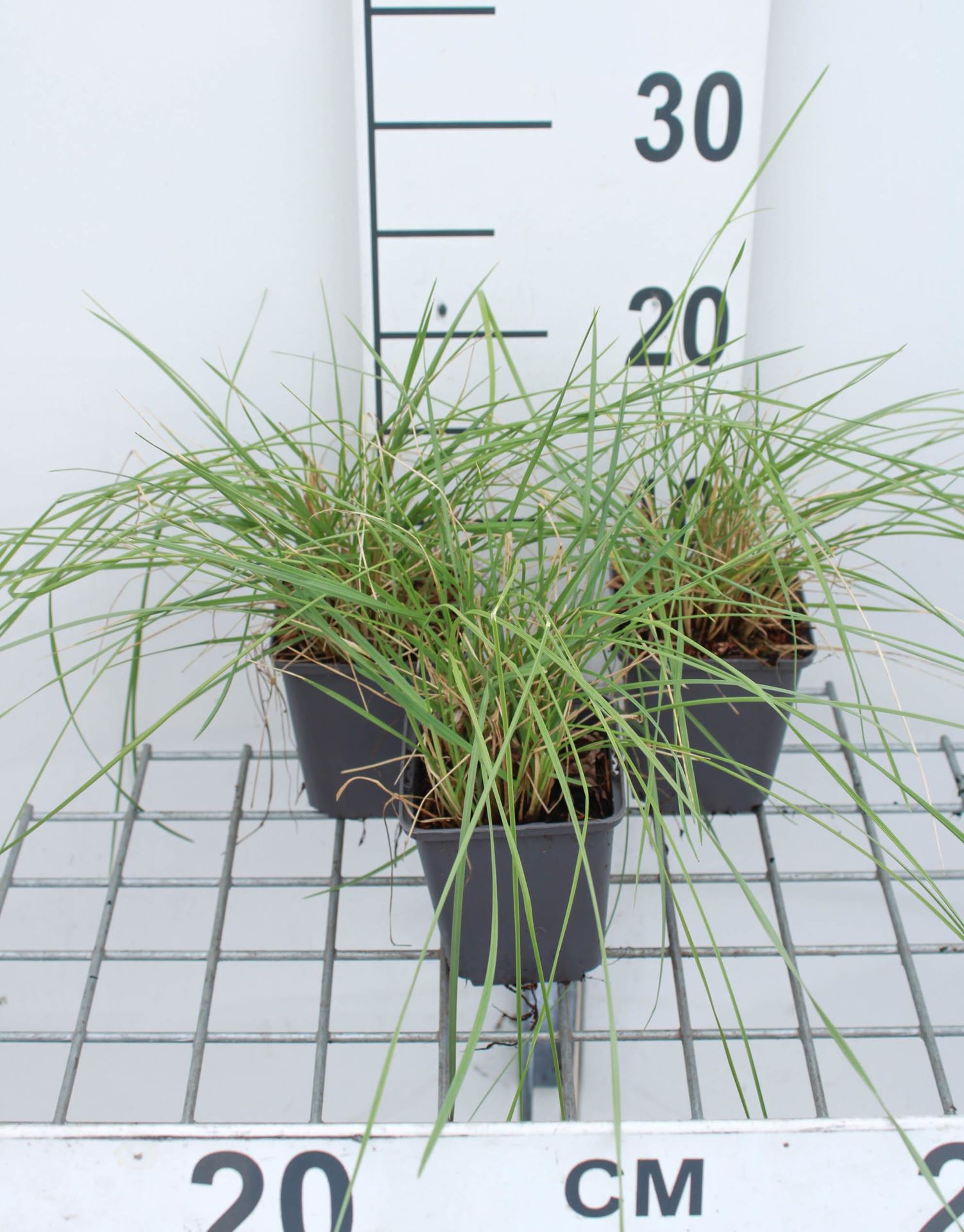 Festuca mairei - pot 9x9 cm afbeelding