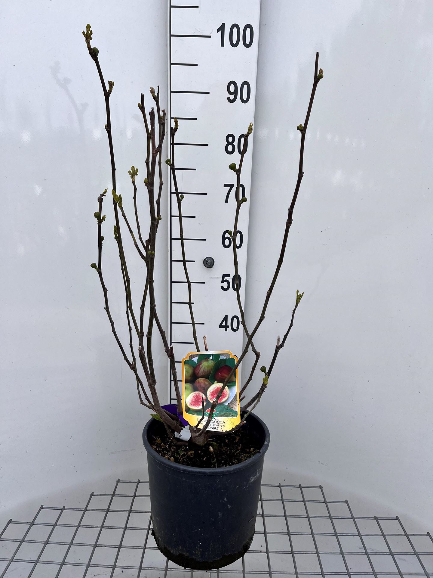 Ficus carica - pot 10L - 50-60 cm - Gewone vijg / Vijg / Vijgenboom afbeelding