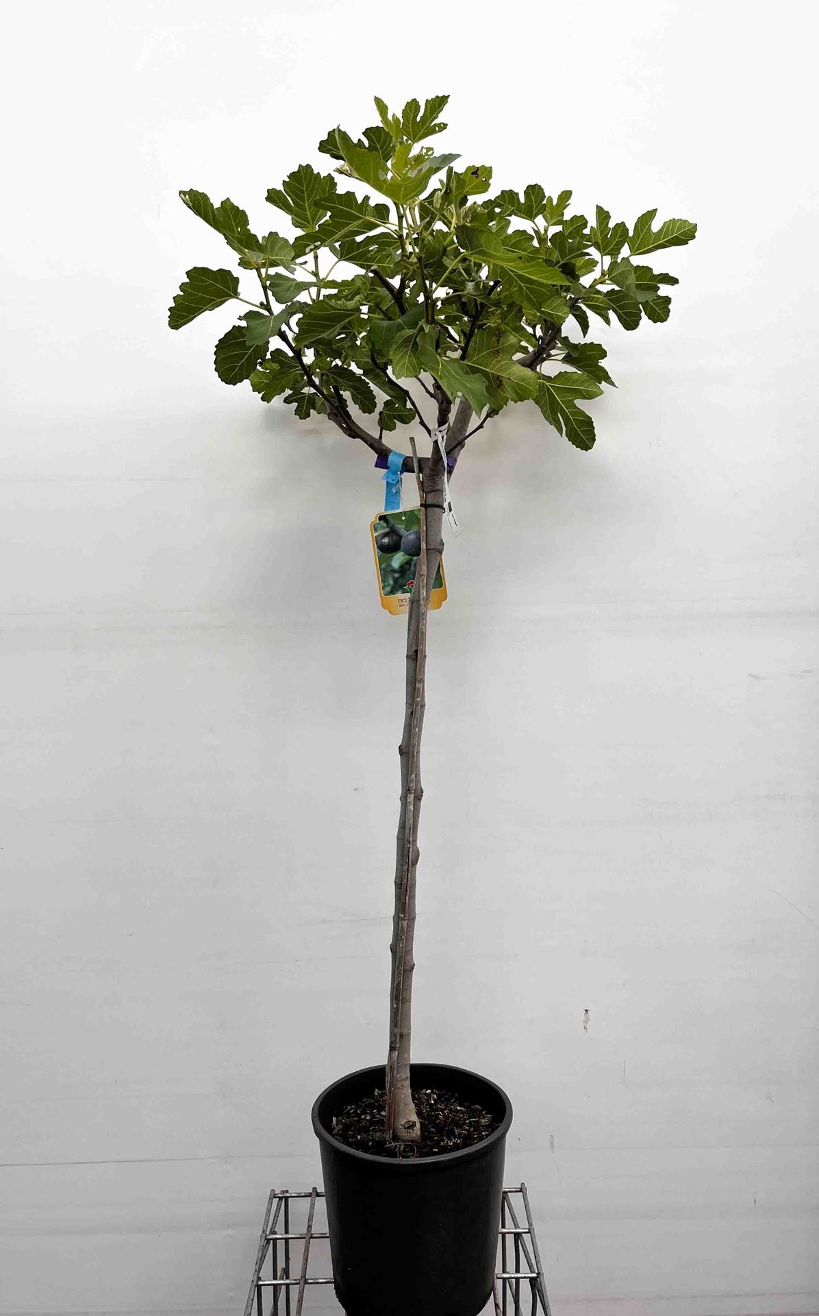Ficus carica - pot 15L - halfstam boom - stamomtrek 8-10 cm afbeelding