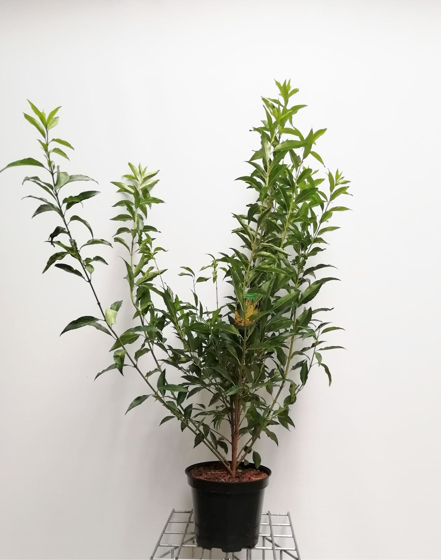 Forsythia x intermedia'Lynwood'- pot 10L - 80-100 cm afbeelding