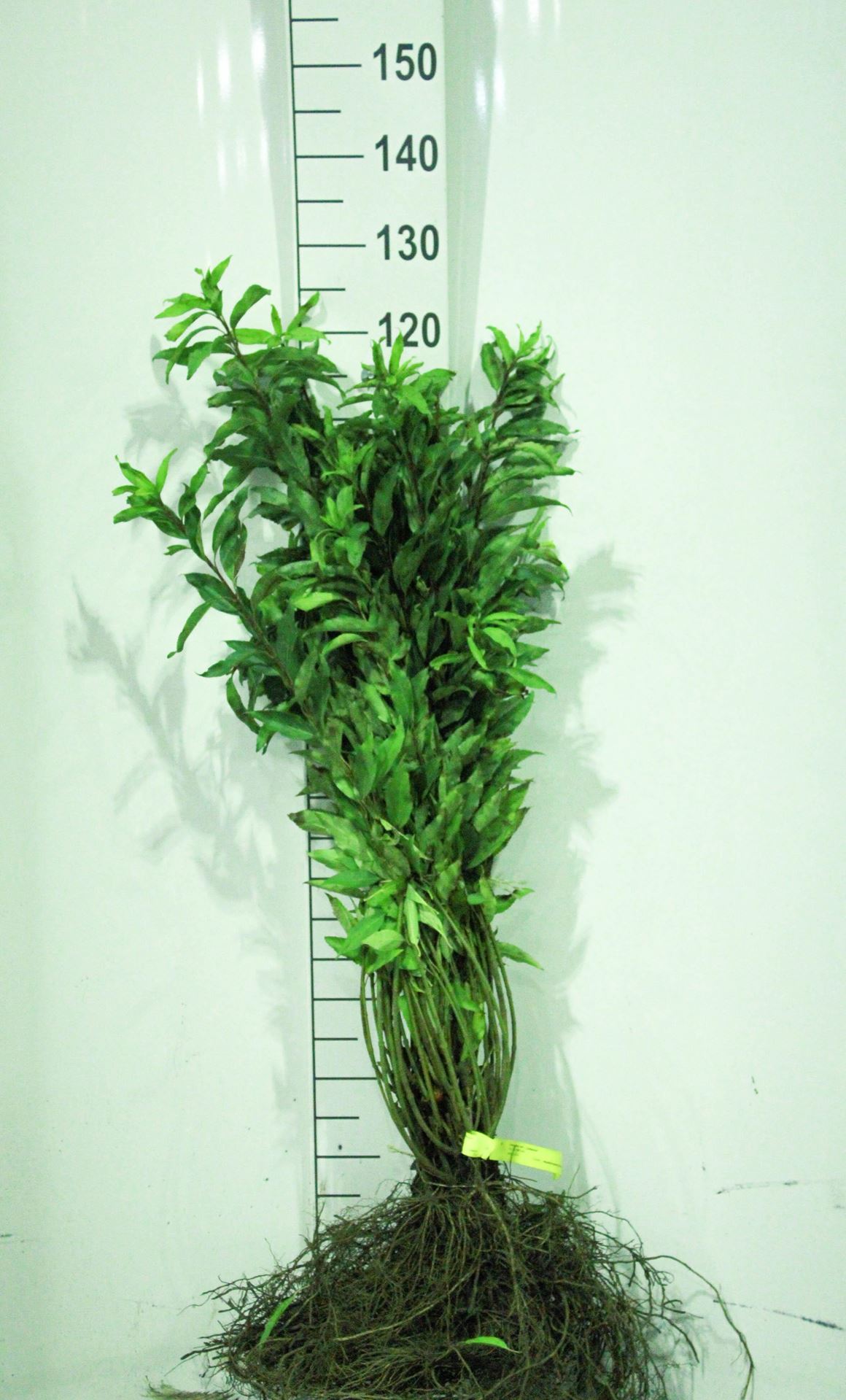 Forsythia x intermedia'Lynwood'- blote wortel - 30-50 cm afbeelding