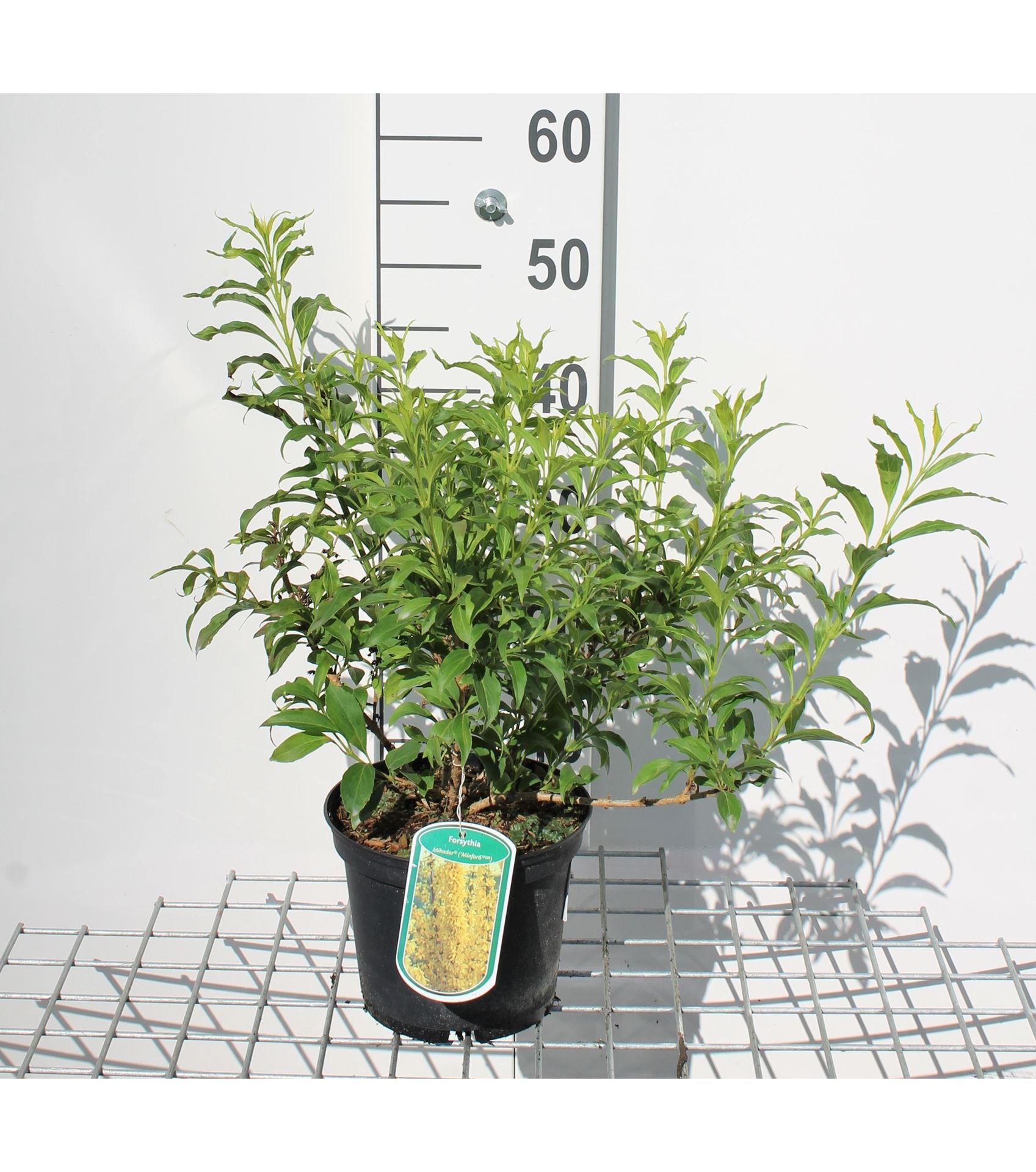 Forsythia x intermedia'MINFOR6'(Mikador) - pot - 30-50 cm afbeelding