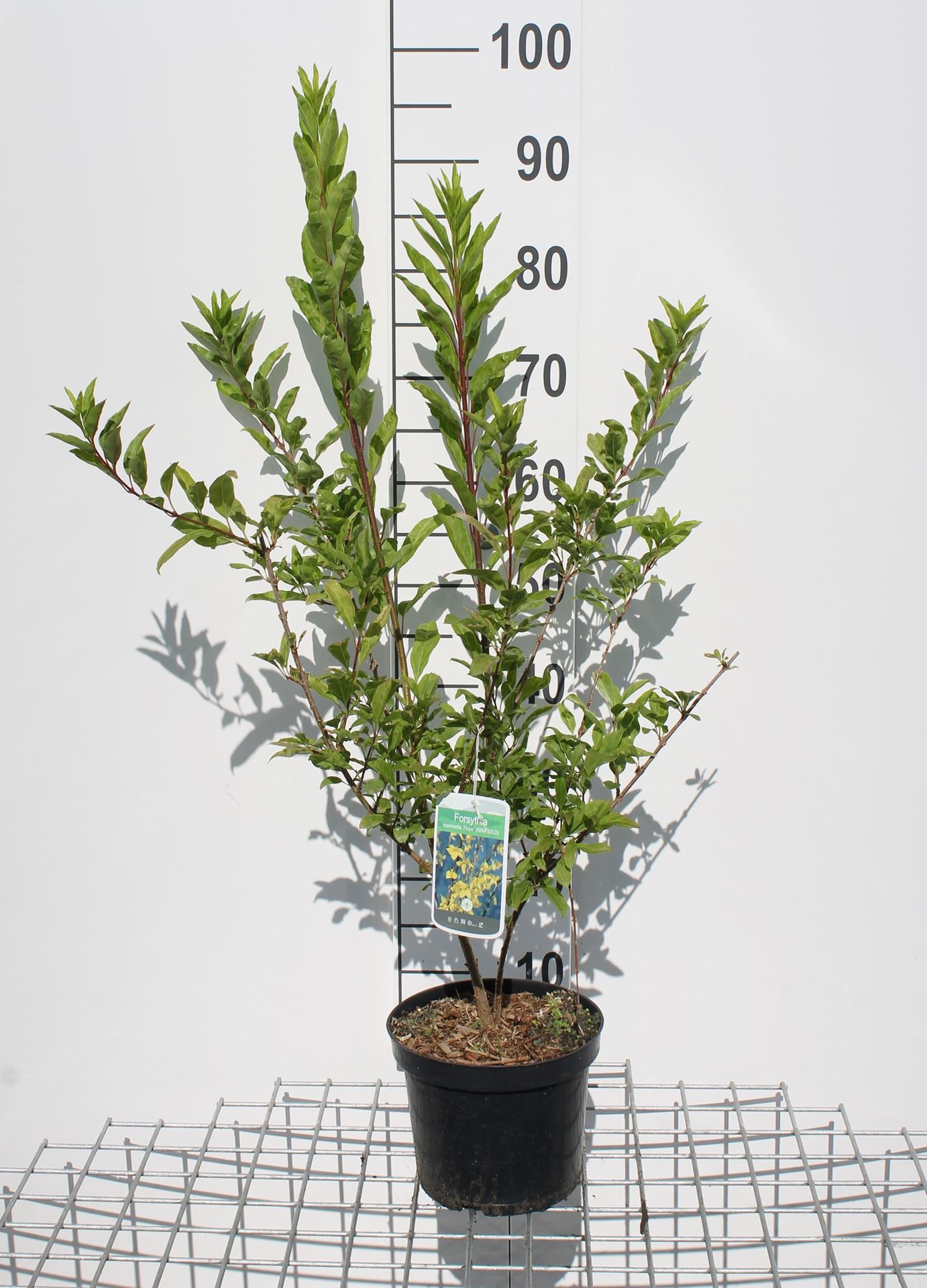 Forsythia x intermedia'Flojor'(Minigold) - pot - 50-60 cm afbeelding