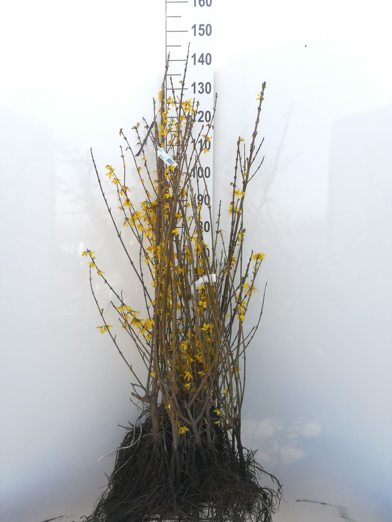 Forsythia x intermedia - blote wortel - 60-90 cm - Chinees klokje afbeelding