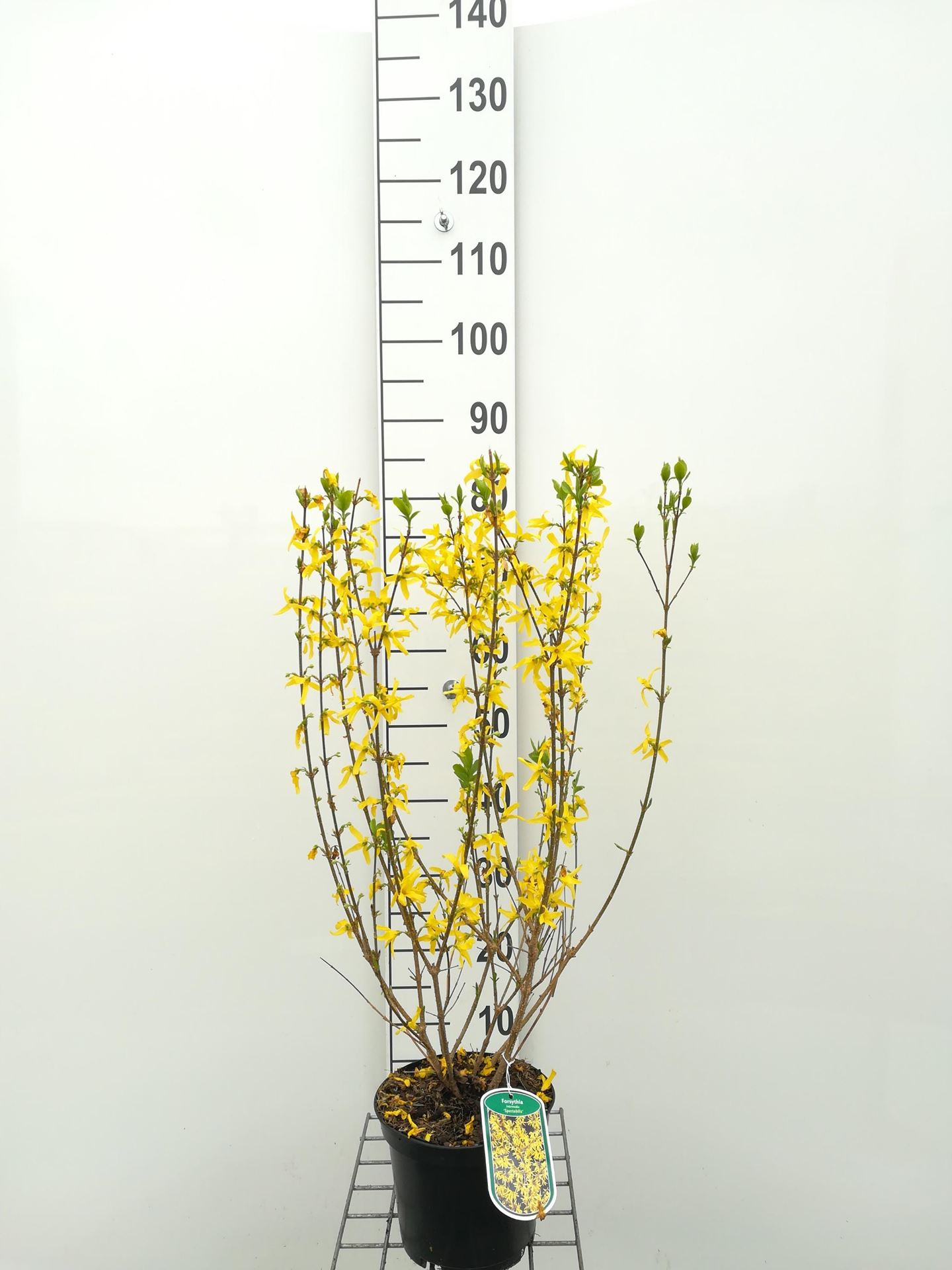 Forsythia x intermedia'Spectabilis'- pot - 50-60 cm - Chinees klokje afbeelding