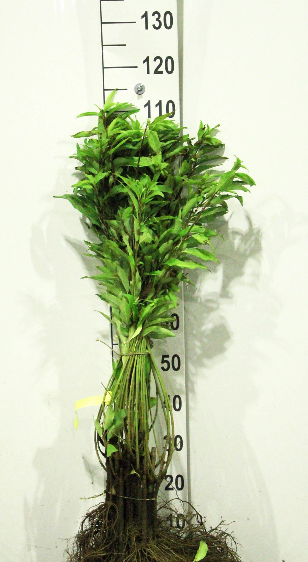 Forsythia x intermedia'Spectabilis'- blote wortel - 40-60 cm afbeelding