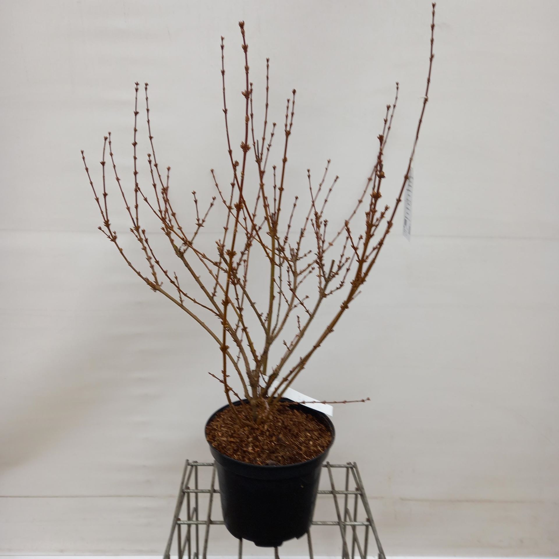 Forsythia x intermedia'Spectabilis'- pot 10L - 80-100 cm afbeelding