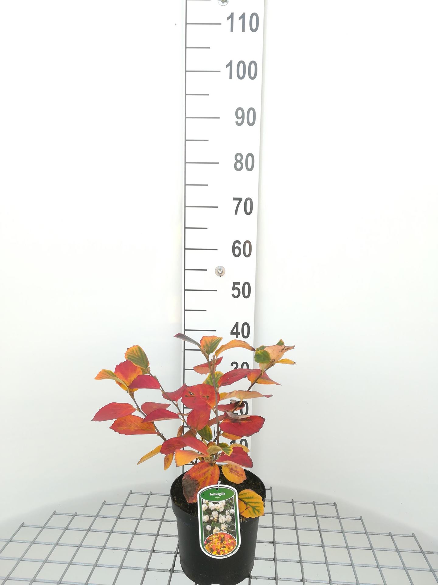 Fothergilla major - pot - 25-30 cm -