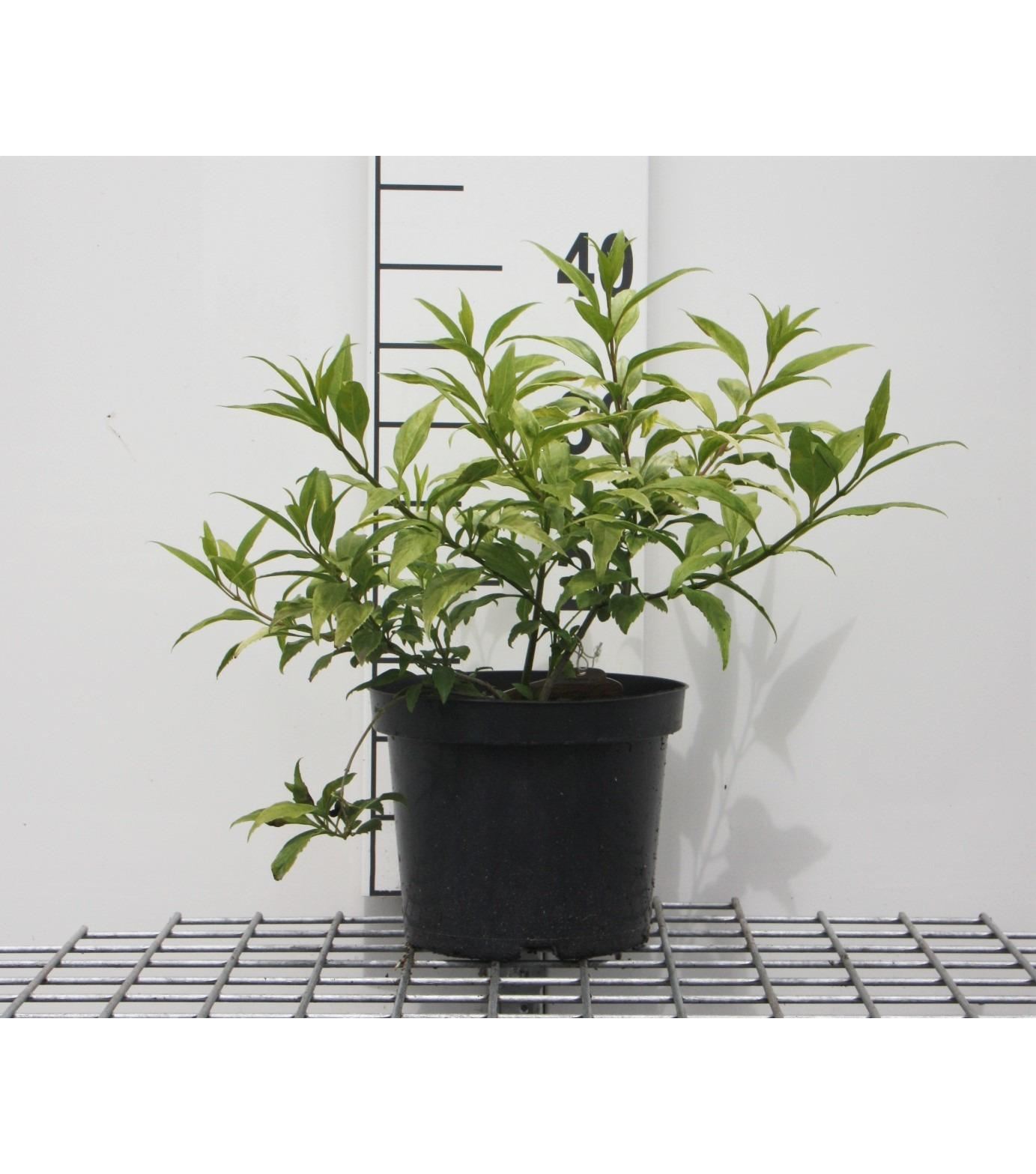 Forsythia 'Courtasol' (Gold Tide, Marée d'Or) - pot - 25-30 cm