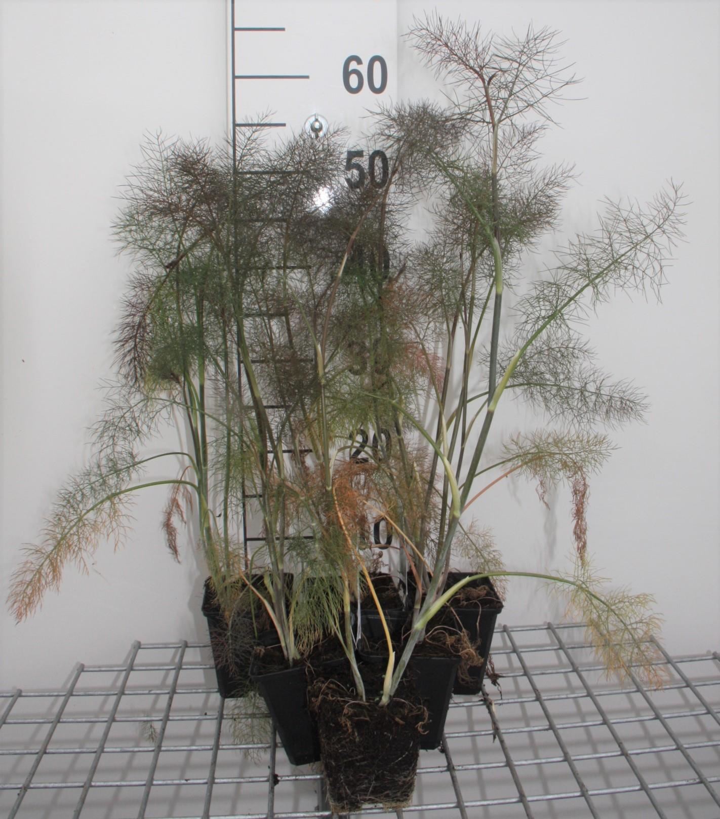 Foeniculum vulgare'Giant Bronze'- pot 9x9 cm (Venkel'Bronzen Bladvenkel'/'Giant Bronze') - Venkel'Bronzen Bladvenkel'/'Giant Bronze' afbeelding