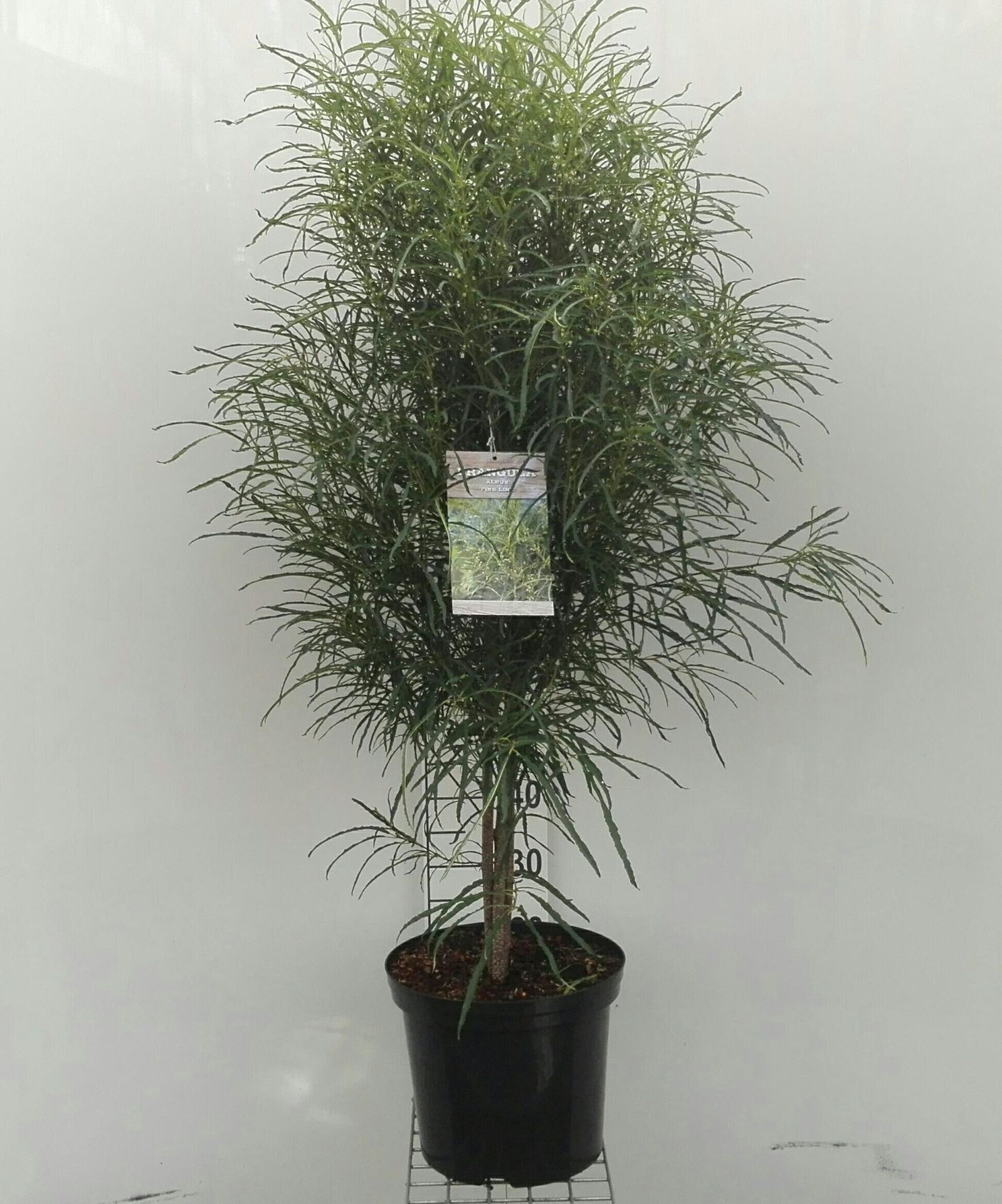 Frangula alnus'Ron Williams'(Fine Line) - pot 12L - 100-125 cm afbeelding
