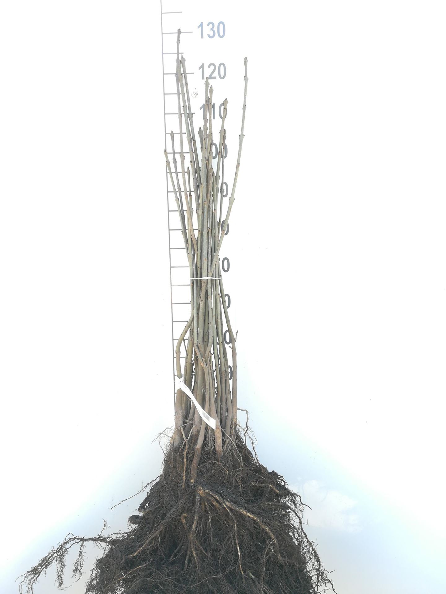 Fraxinus excelsior - blote wortel - 60-90 cm afbeelding