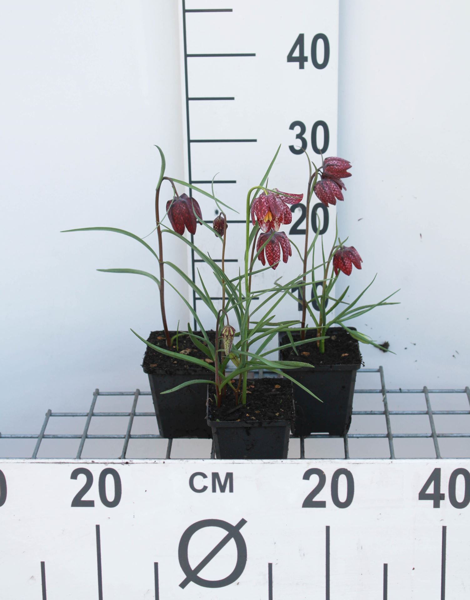 Fritillaria meleagris - Kievitsbloem - pot 9x9 cm - Wilde kievitsbloem / Kievitsbloem afbeelding