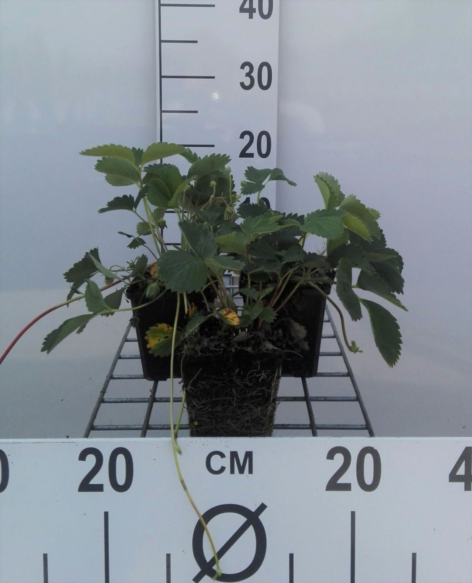 Fragaria'Frel'(Pink Panda) - pot 9x9 cm afbeelding