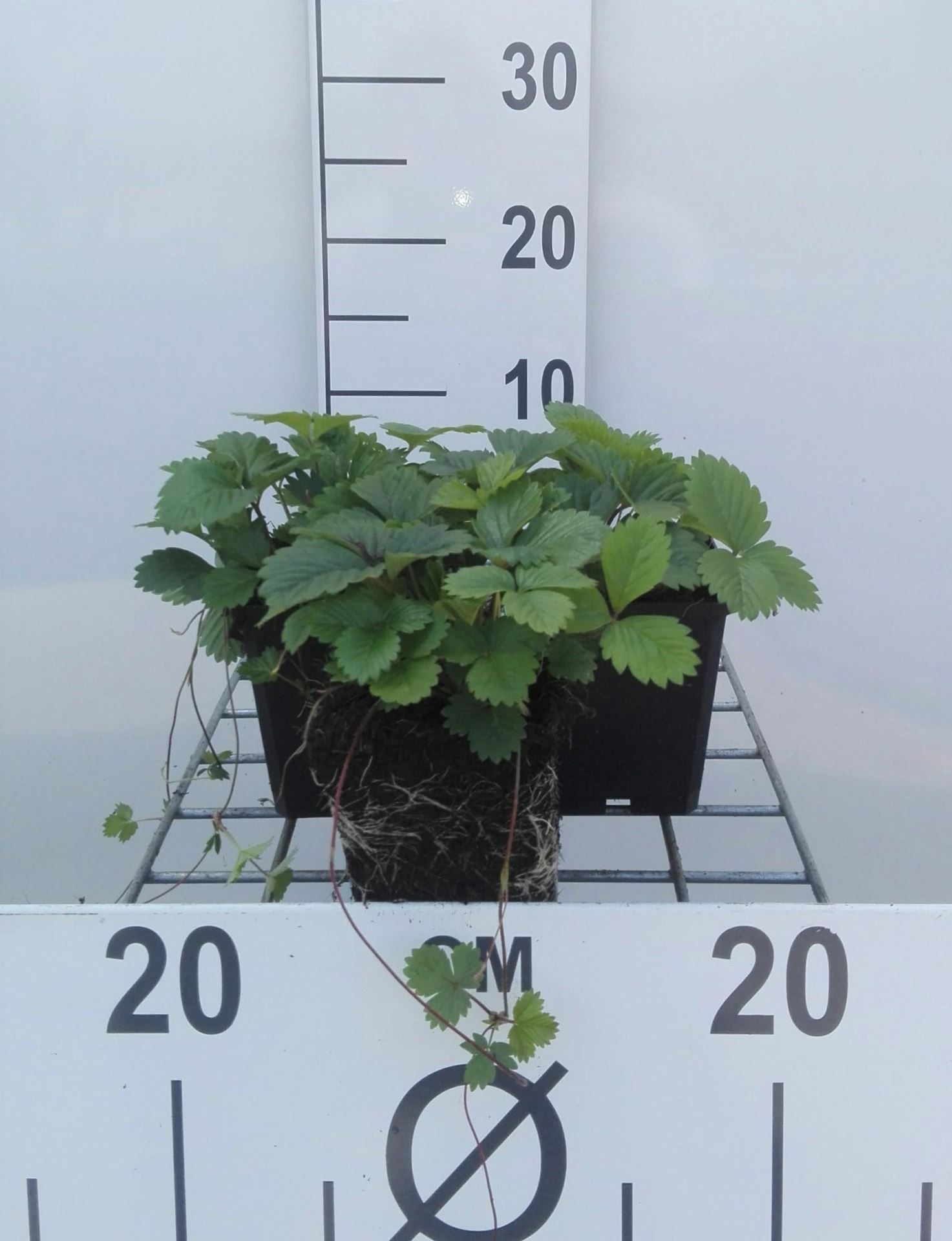 Fragaria vesca - Bosaardbei - pot 9x9 cm - Bosaardbei afbeelding