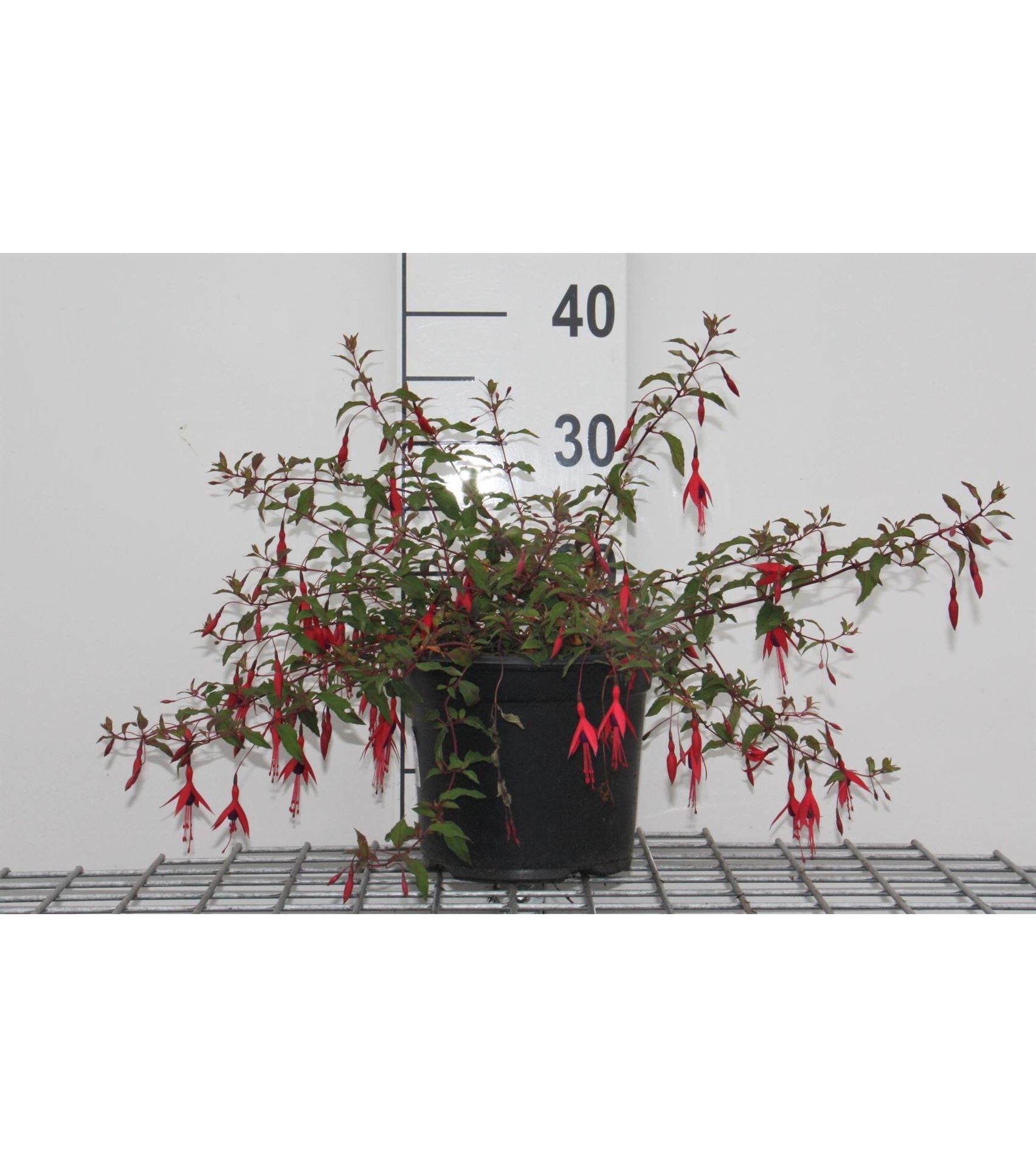 Fuchsia'Riccartonii'- pot - 30-40 cm - Bellenplant afbeelding