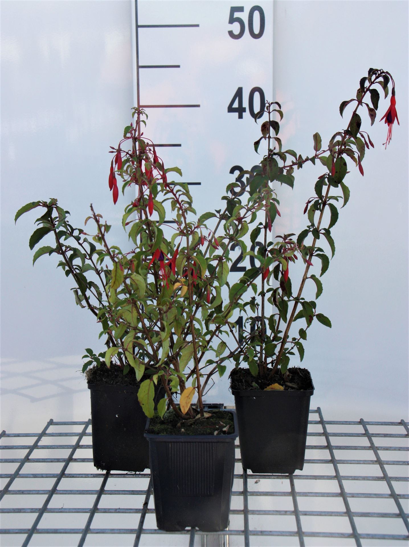 Fuchsia'Riccartonii'- pot 9x9 cm afbeelding