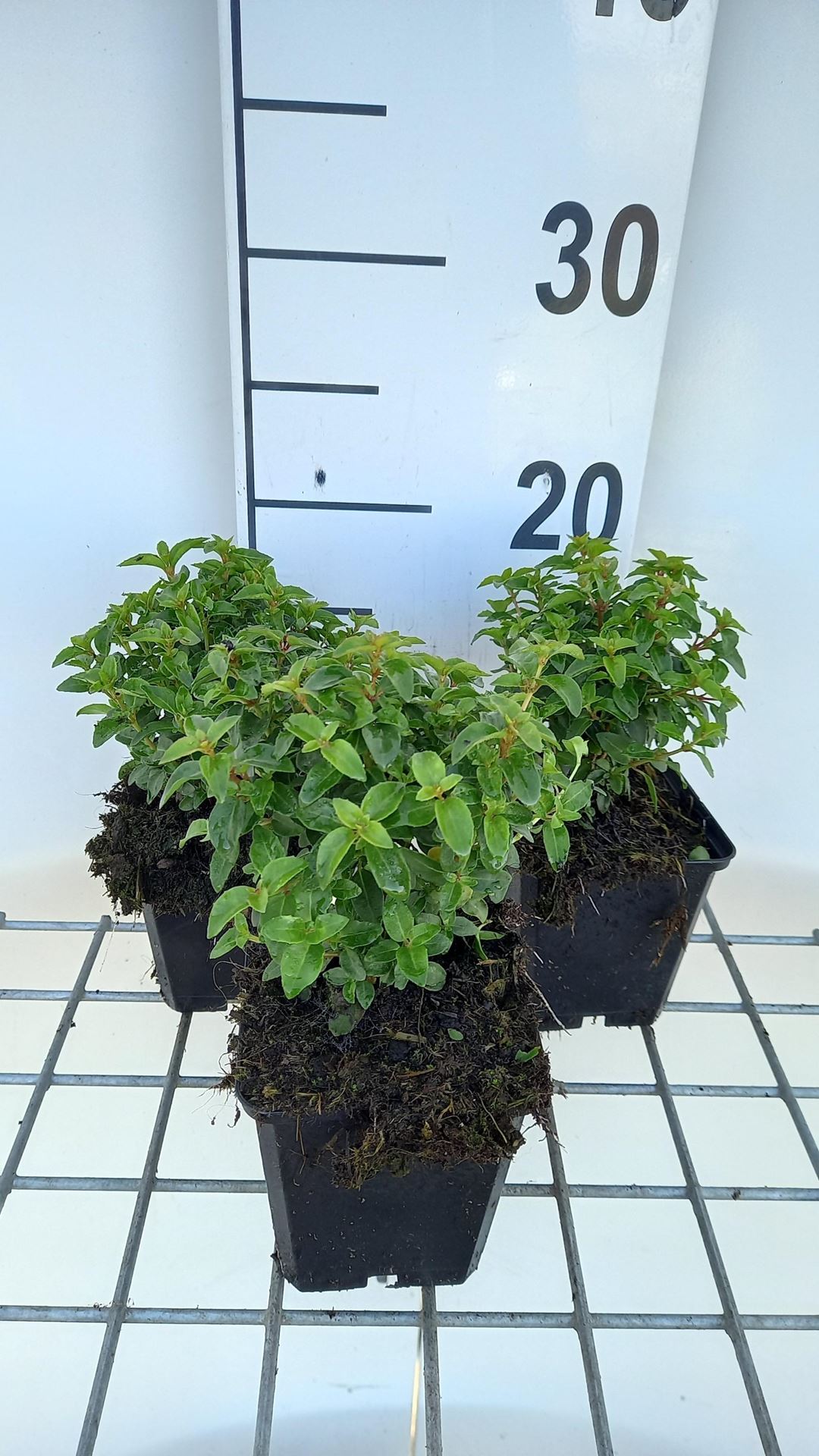Fuchsia'Tom Thumb'- pot 9x9 cm afbeelding
