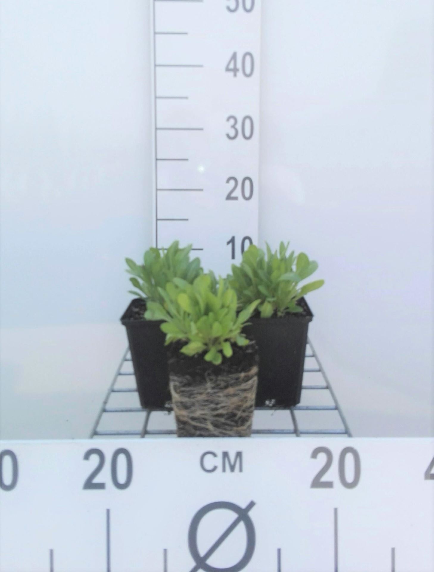 Gaillardia aristata'Arizona Sun'- pot 9x9 cm afbeelding