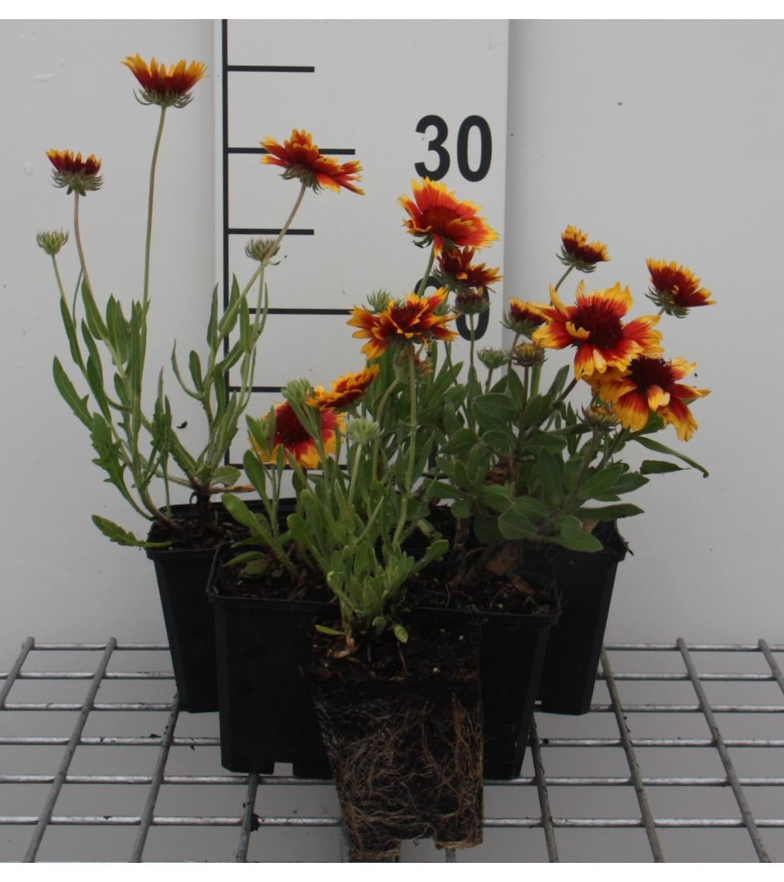 Gaillardia'Bremen'- pot 9x9 cm - Kokardebloem afbeelding
