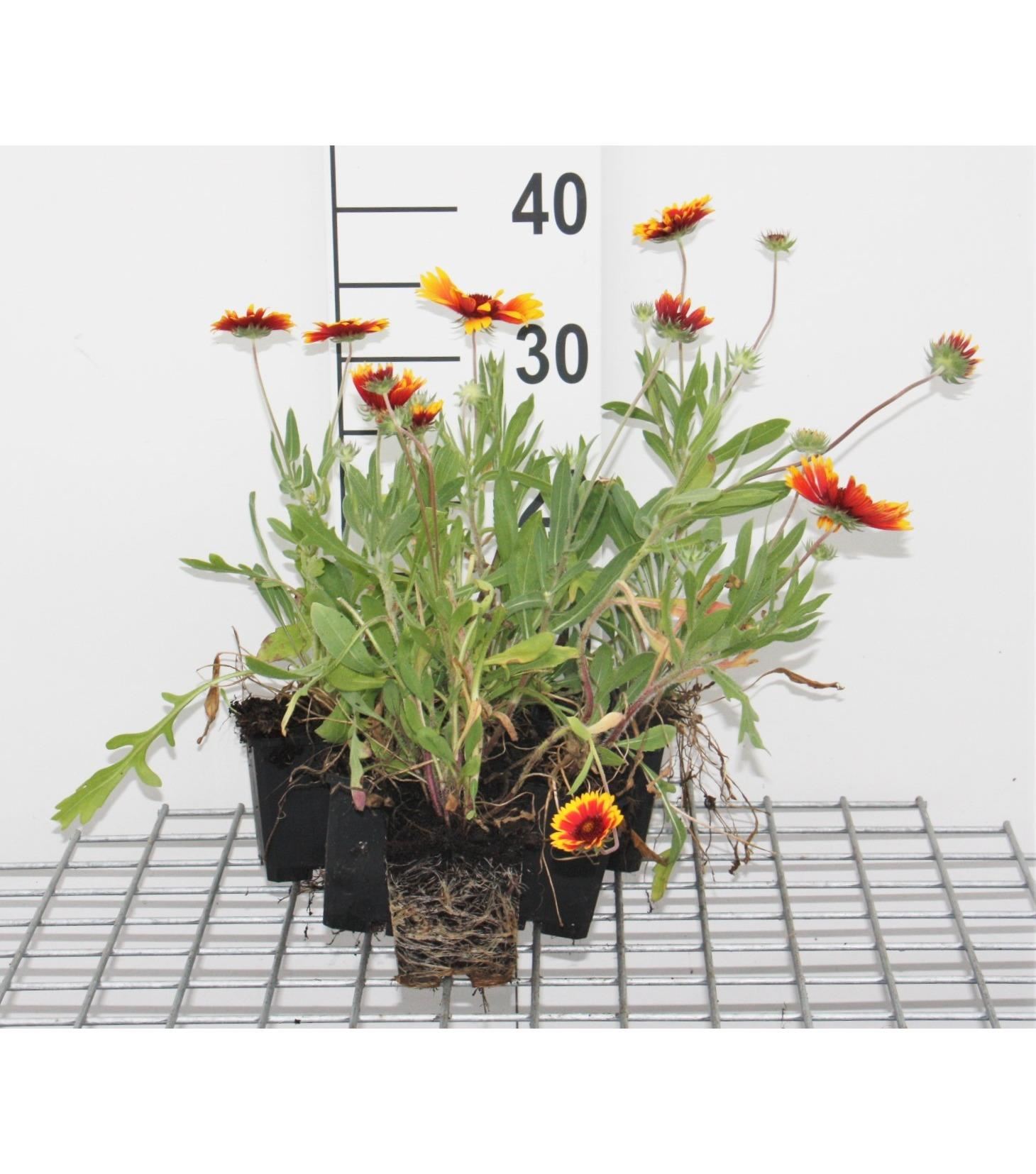 Gaillardia'Kobold'- pot 9x9 cm - Kokardebloem afbeelding
