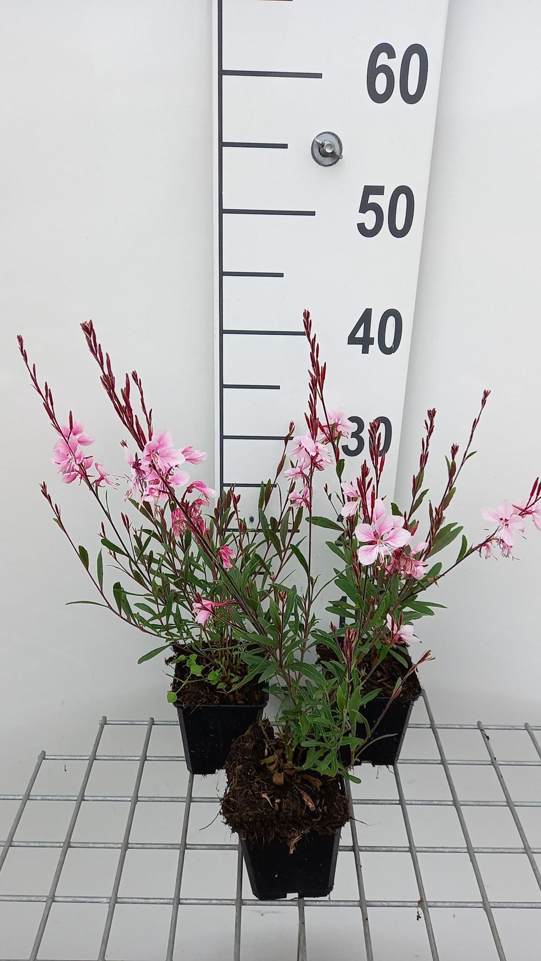 Gaura lindheimeri'Gauchebra'(Cherry Brandy) - pot 9x9 cm - Prachtkaars afbeelding