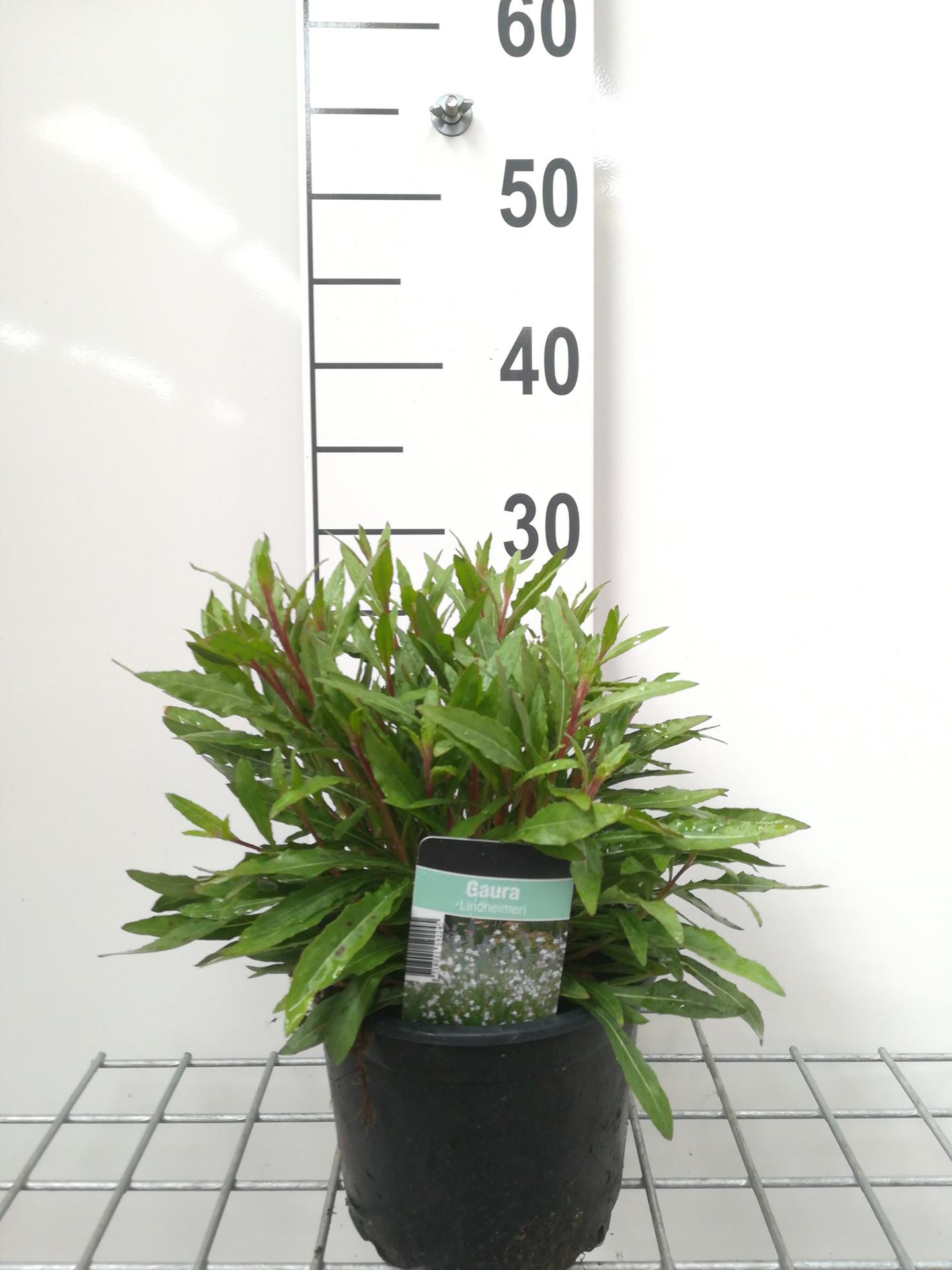 Gaura lindheimeri - pot 2L -