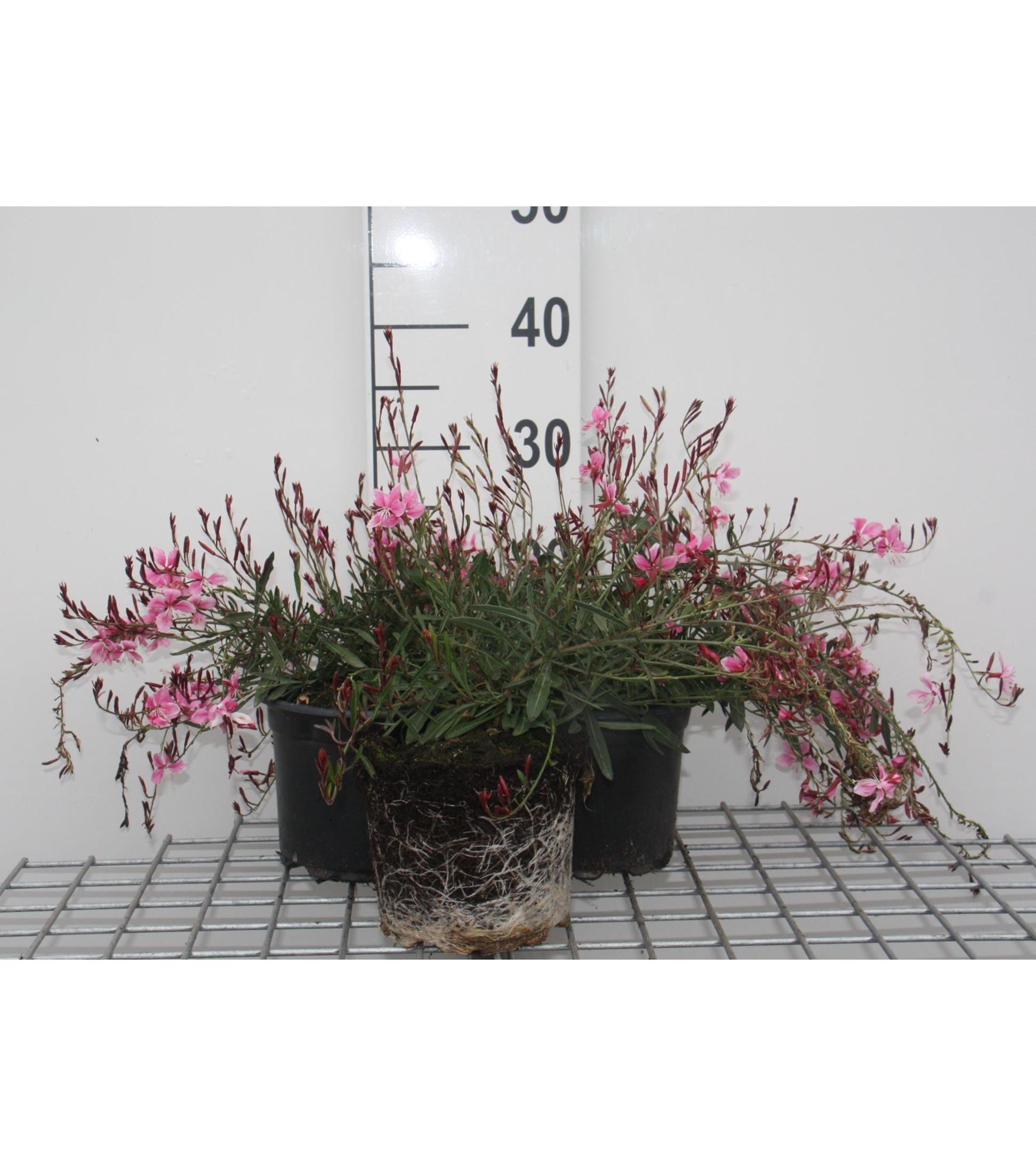 Gaura lindheimeri'Siskiyou Pink'- pot 2L afbeelding