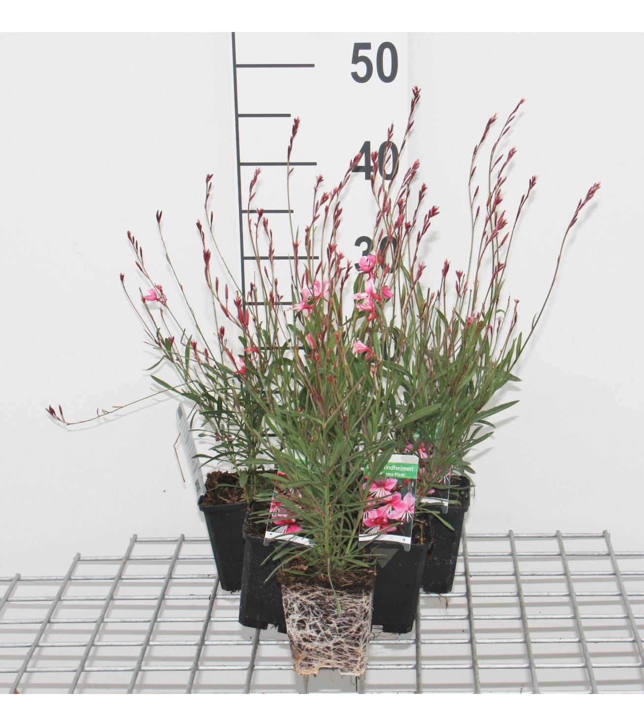 Gaura lindheimeri'Siskiyou Pink'- pot 9x9 cm - Prachtkaars afbeelding