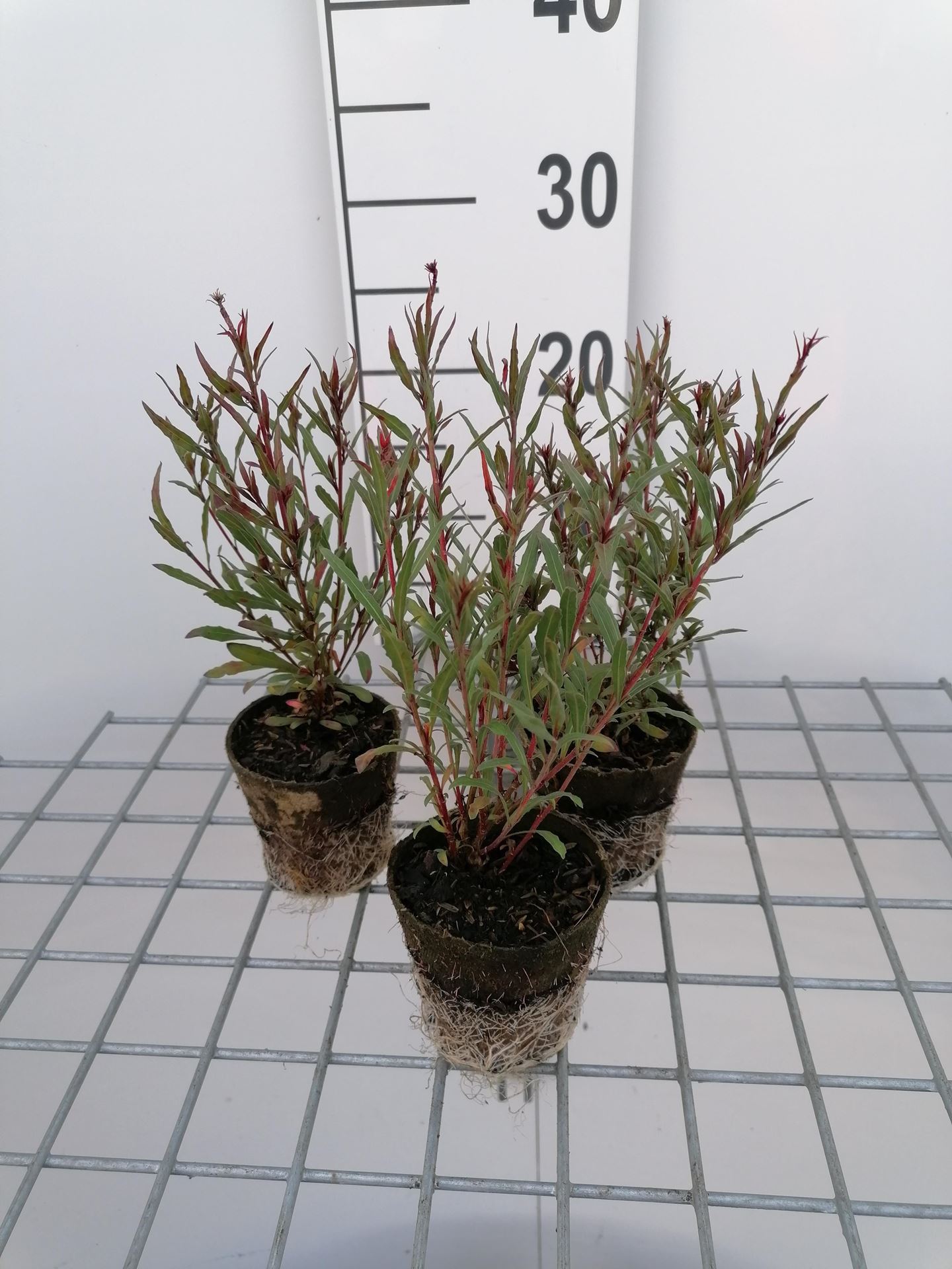 Gaura lindheimeri'Siskiyou Pink'- biopot diameter 8 cm afbeelding