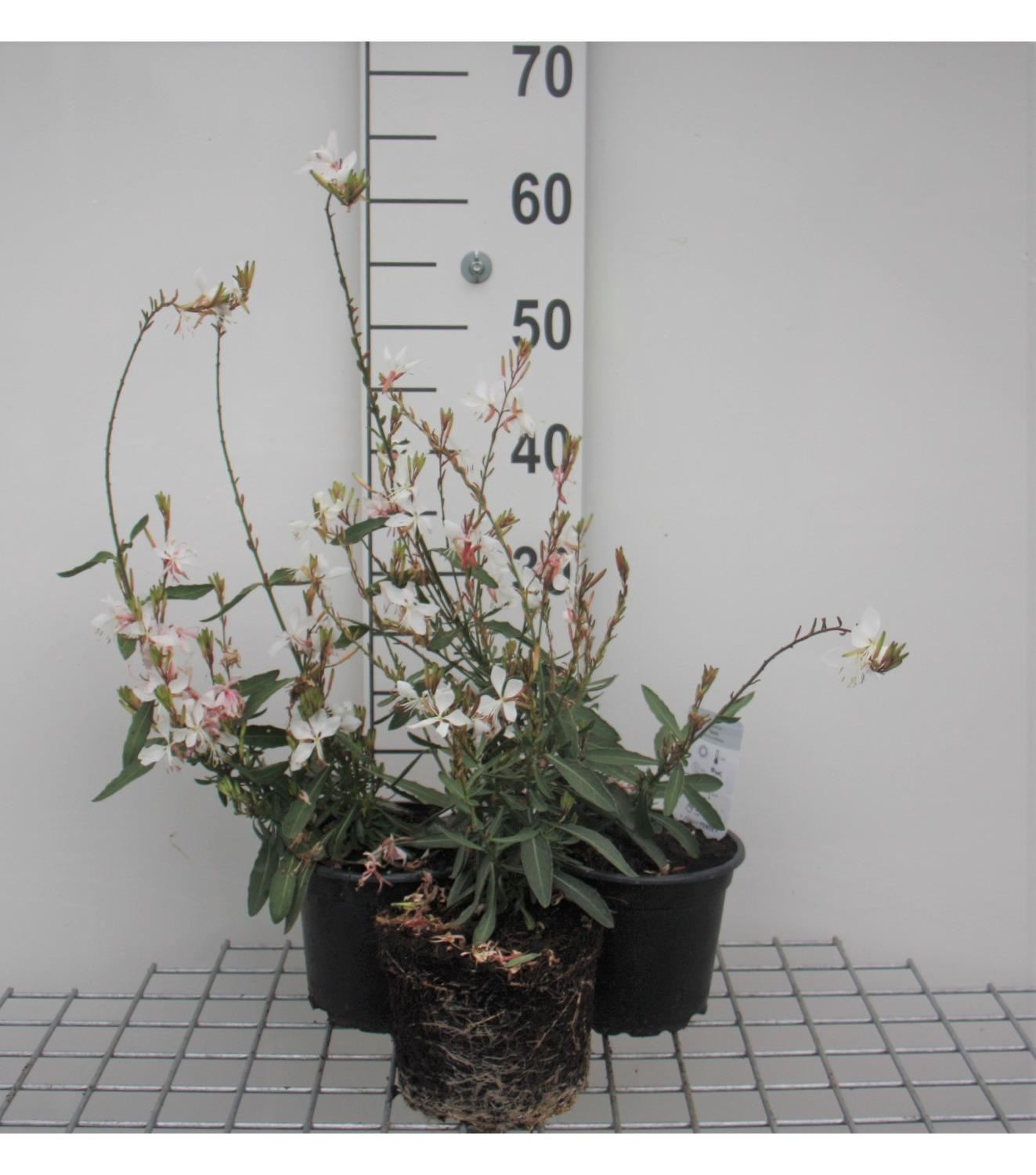 Gaura lindheimeri 'Whirling Butterflies' - pot 2L -