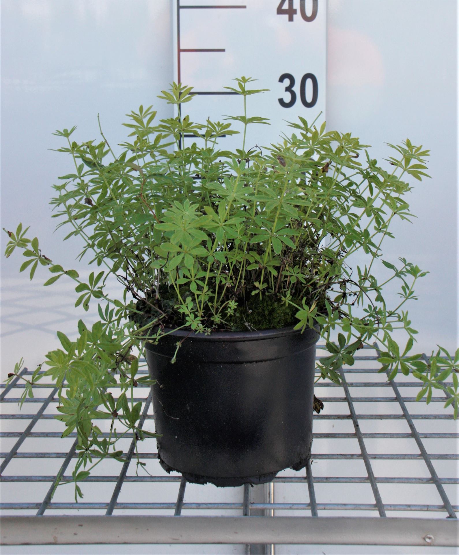Onzelievevrouwebedstro - pot 2L cm (Galium odoratum) - Lievevrouwebedstro afbeelding
