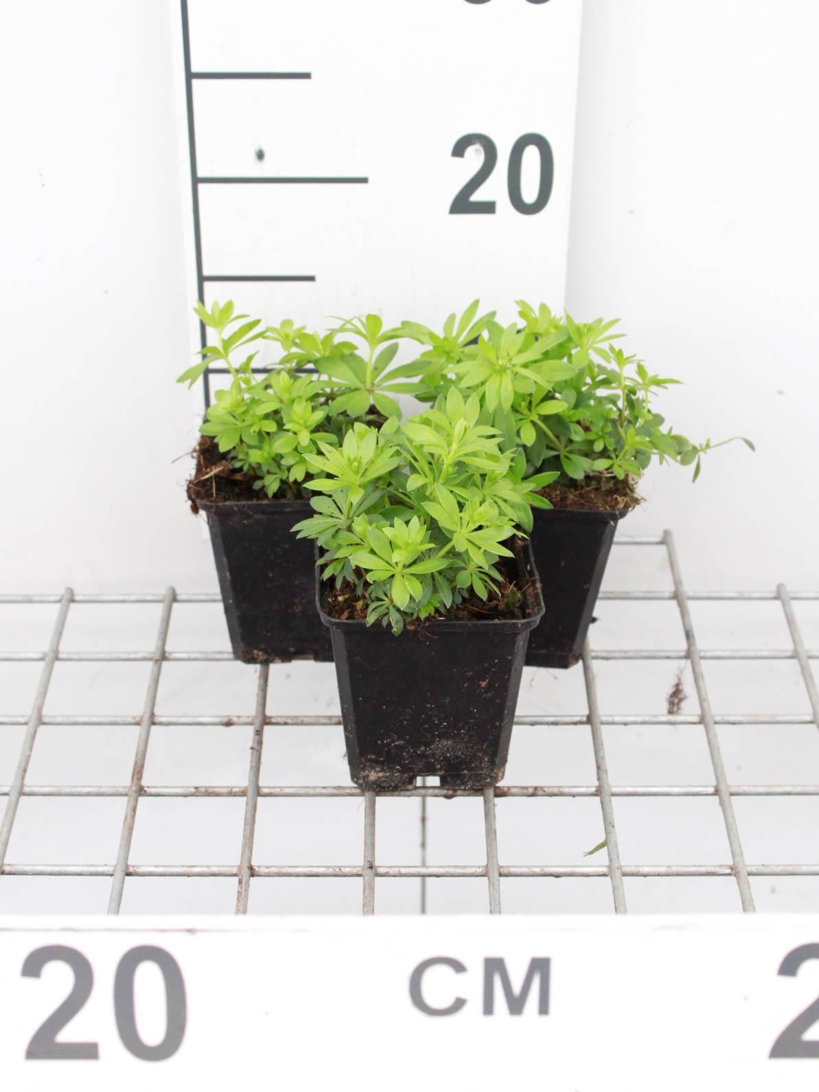 Galium odoratum - Lieve-vrouwe-bedstro - pot 9x9 cm - Lievevrouwebedstro afbeelding