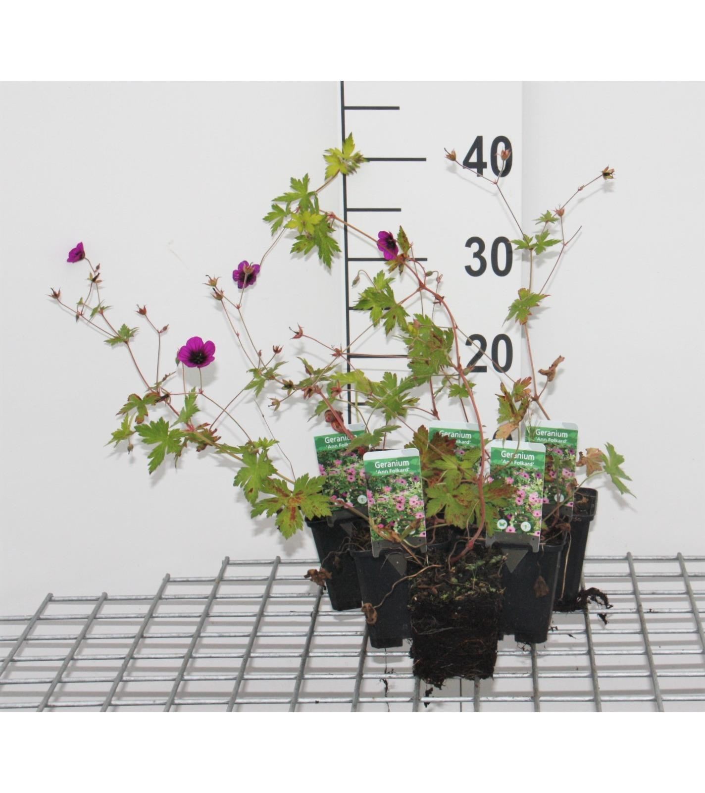 Geranium'Ann Folkard'- pot 9x9 cm afbeelding