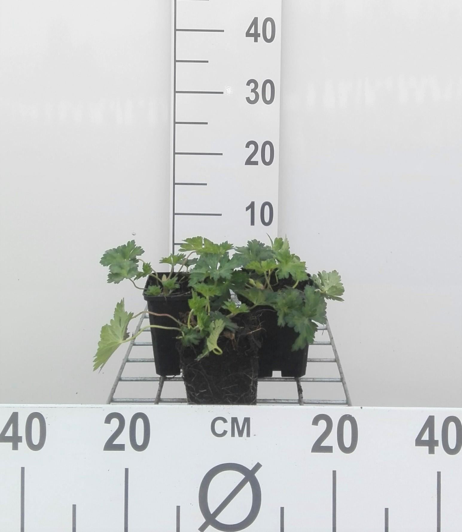 Geranium'Azure Rush'- pot 9x9 cm afbeelding