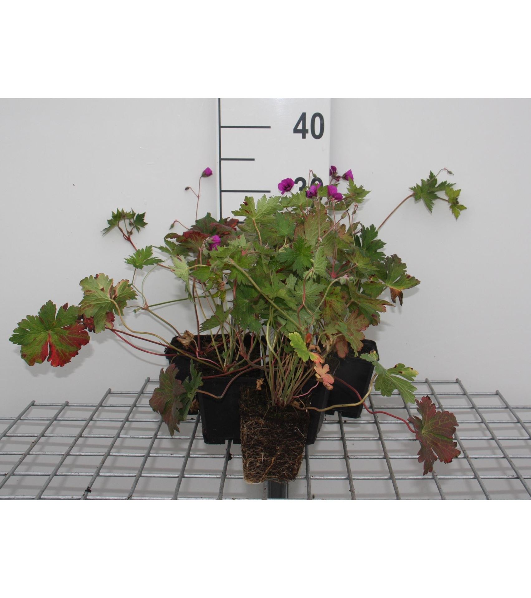 Geranium'Anne Thomson'- pot 9x9 cm afbeelding
