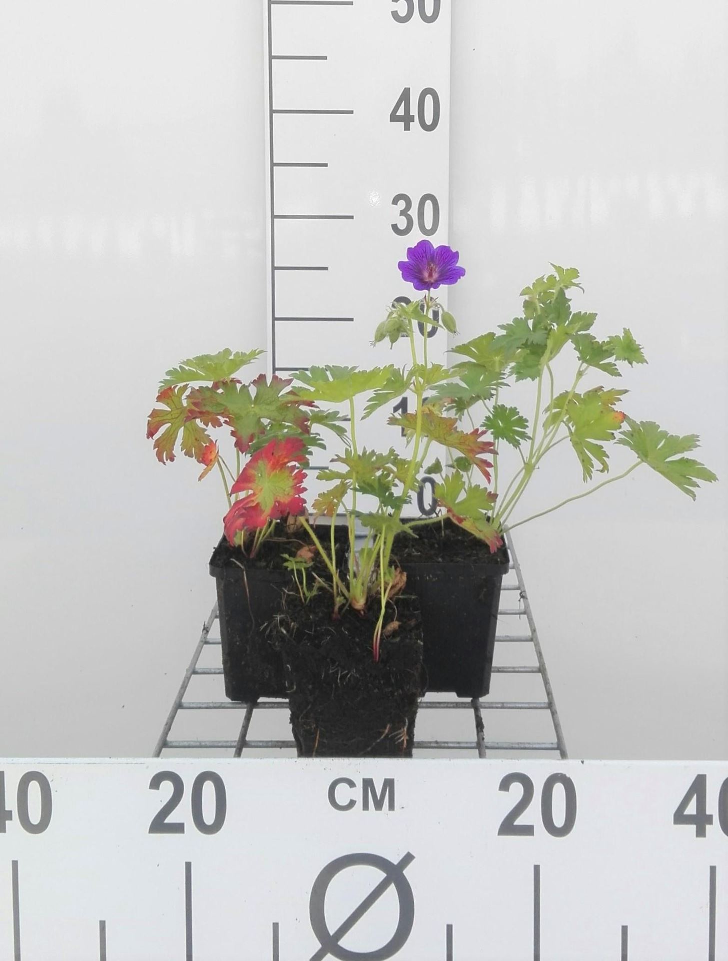 Geranium'Blue Blood'- pot 9x9 cm afbeelding